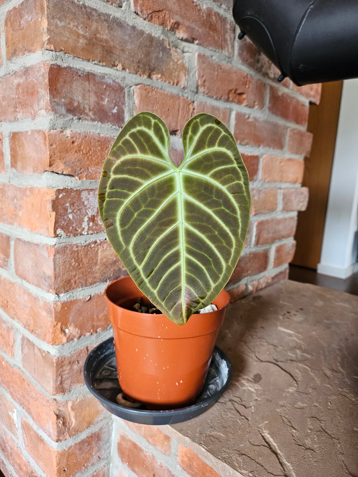 Anthurium Regale Pflanze