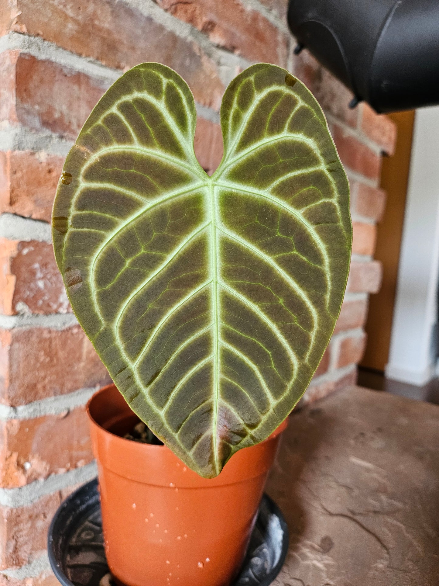Anthurium Regale Pflanze