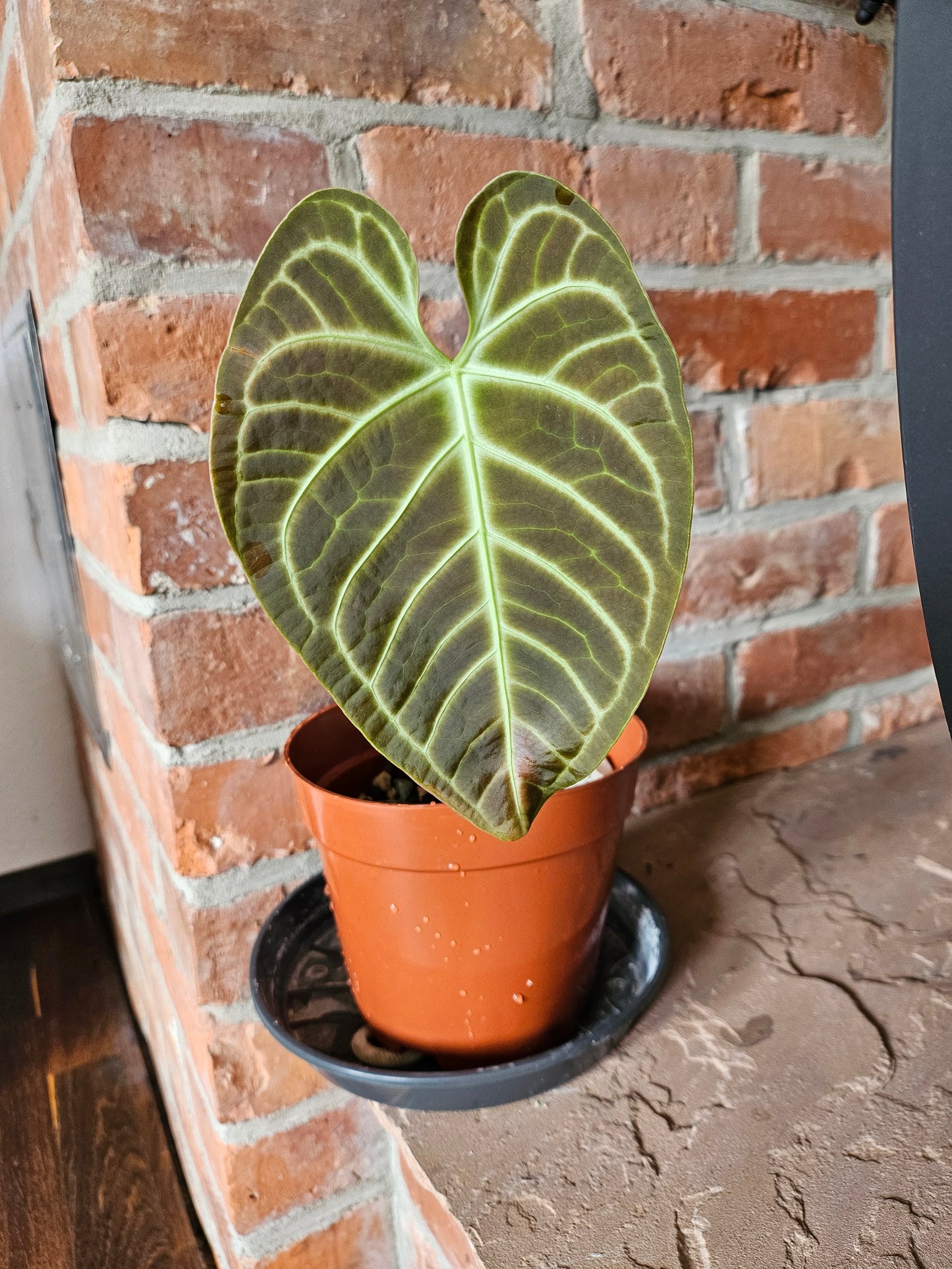 Anthurium Regale Pflanze