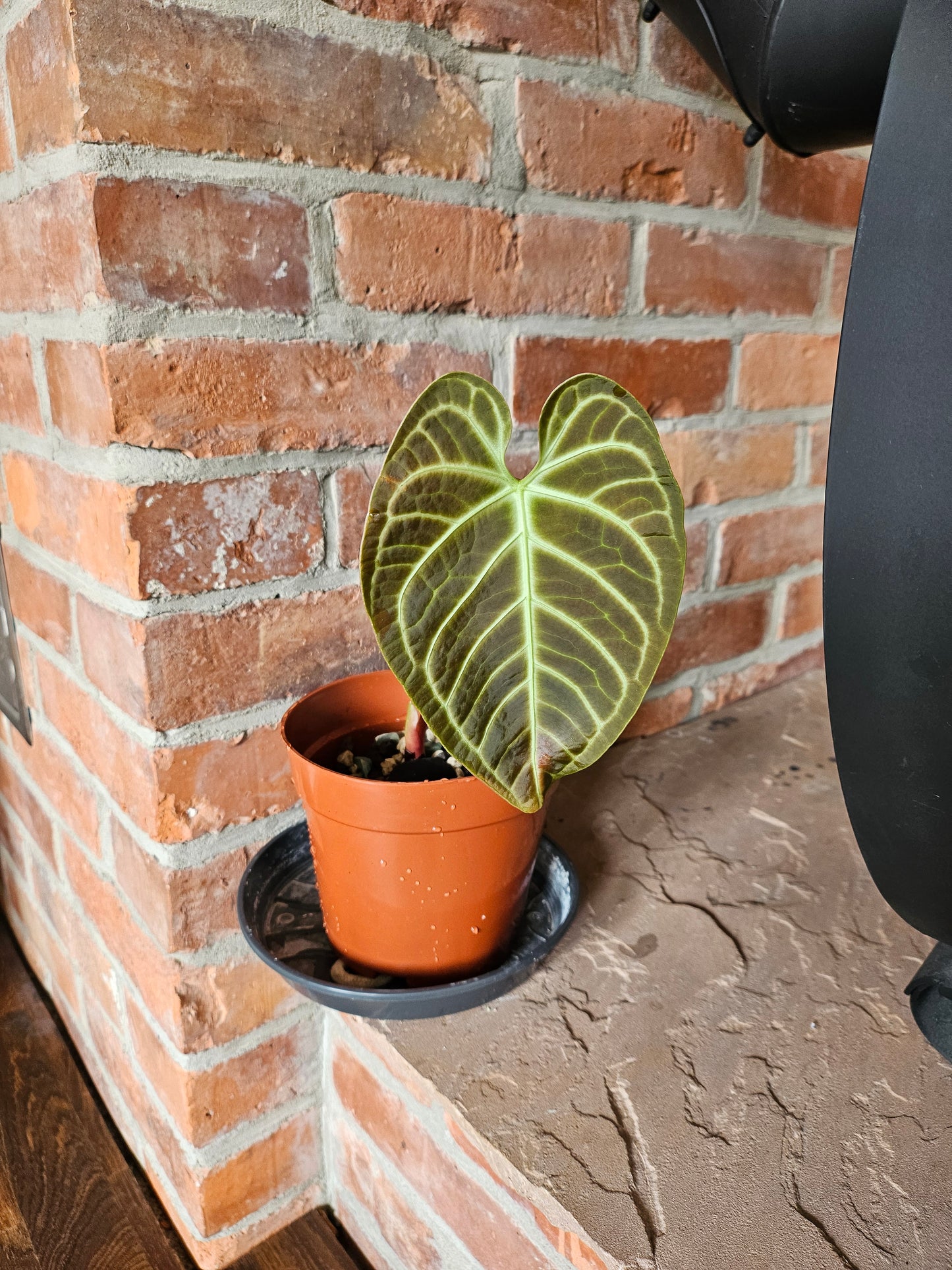 Anthurium Regale Pflanze