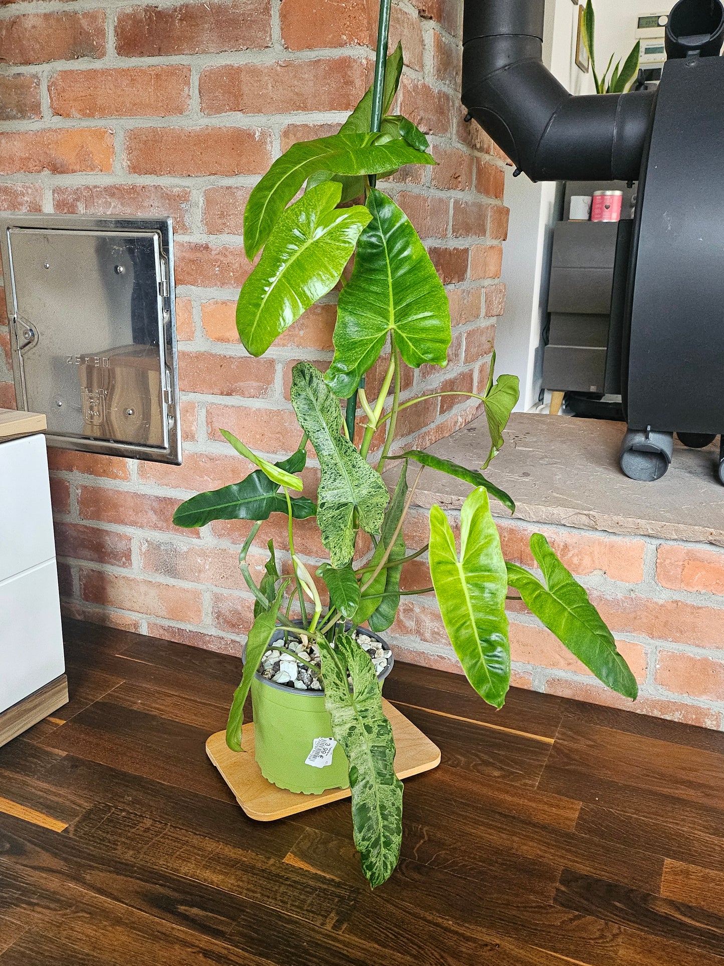 Philodendron paraiso verde Pflanze