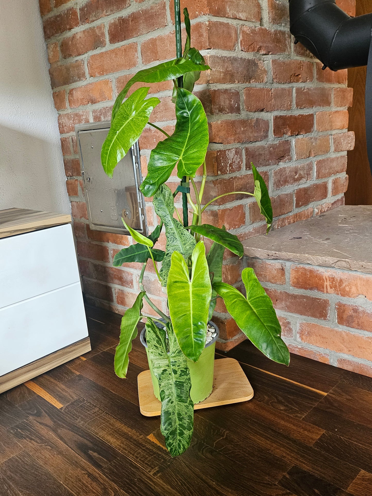 Philodendron paraiso verde Pflanze