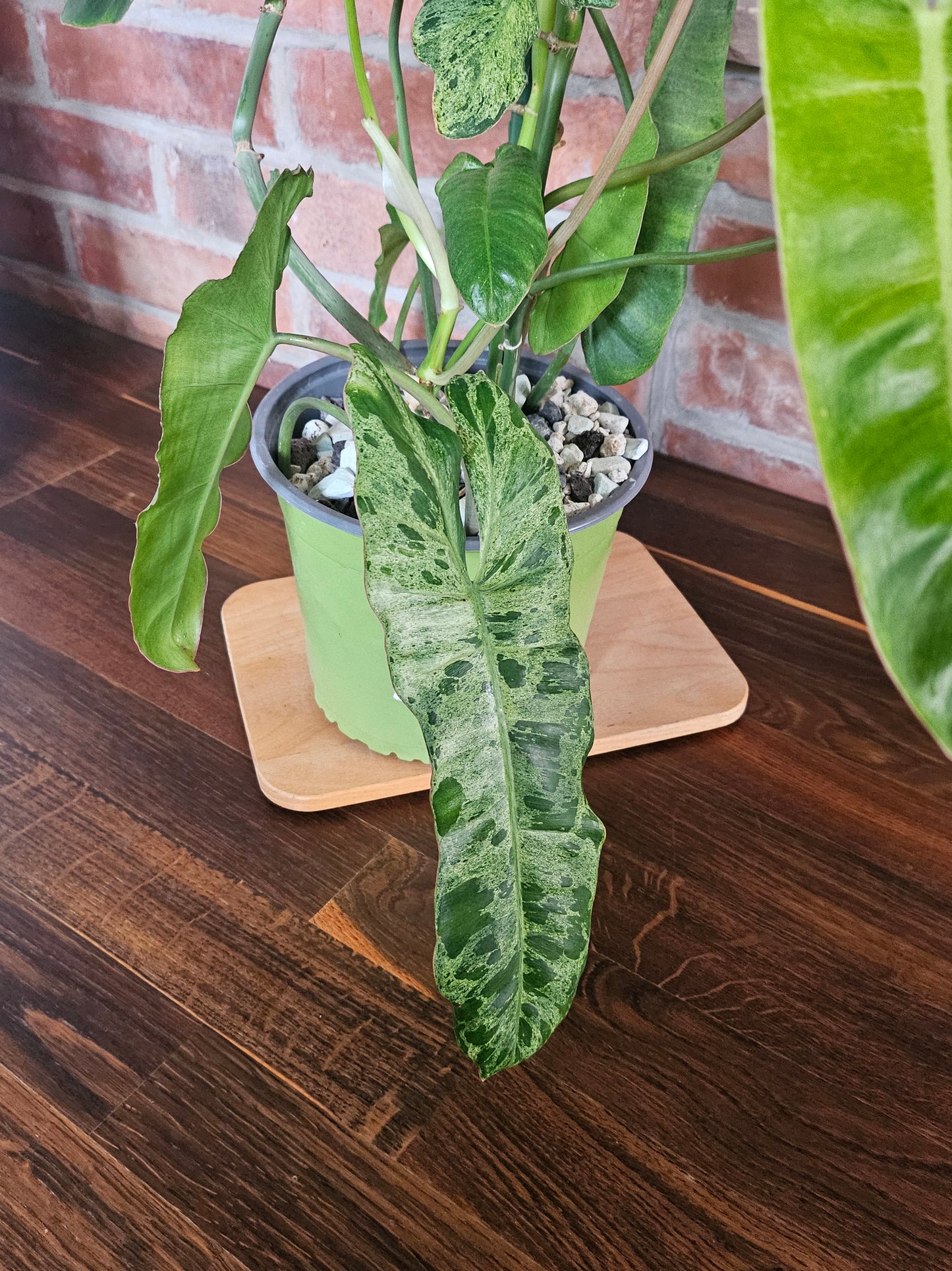 Philodendron paraiso verde Pflanze
