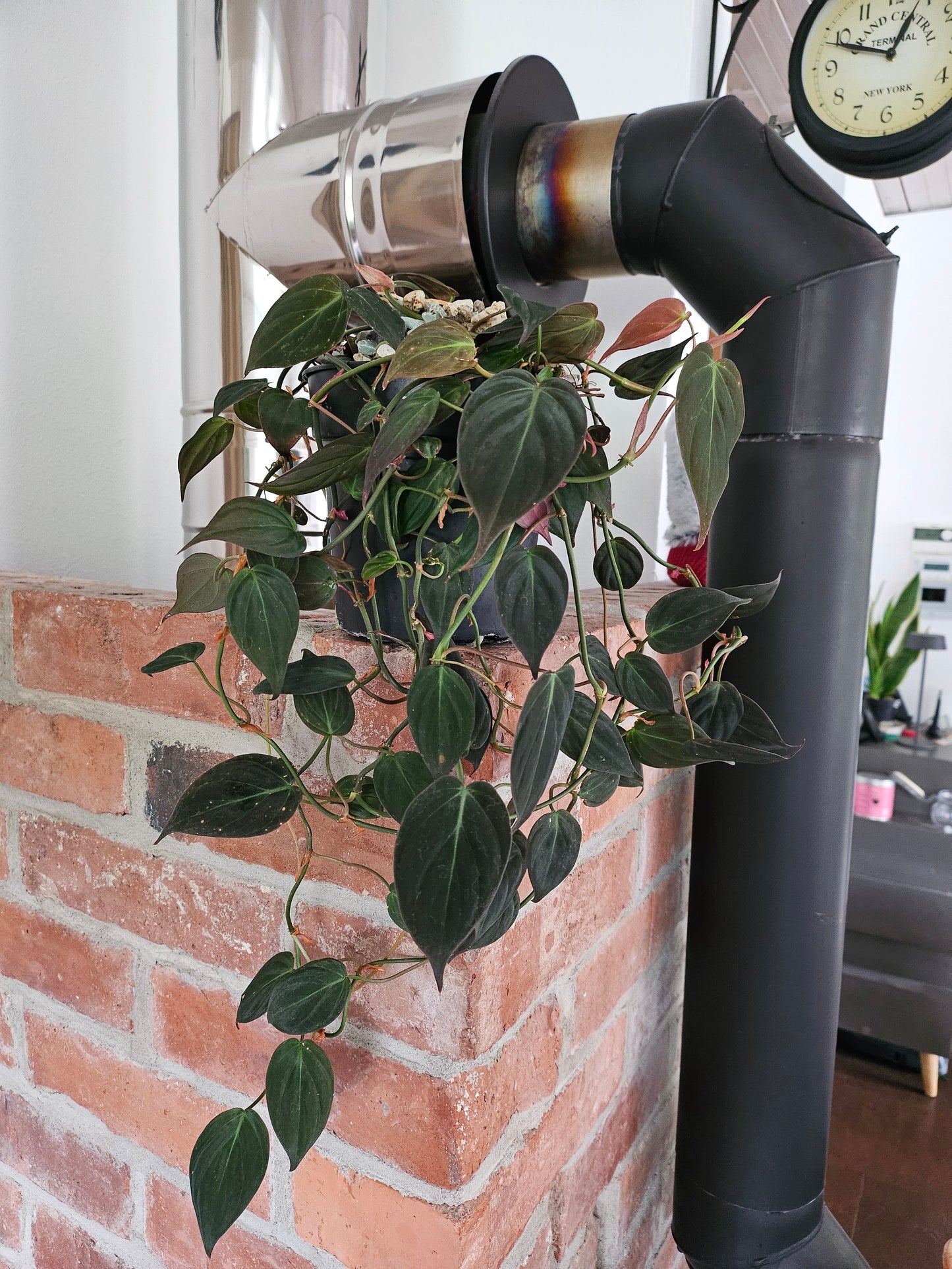 Philodendron Micans Pflanze