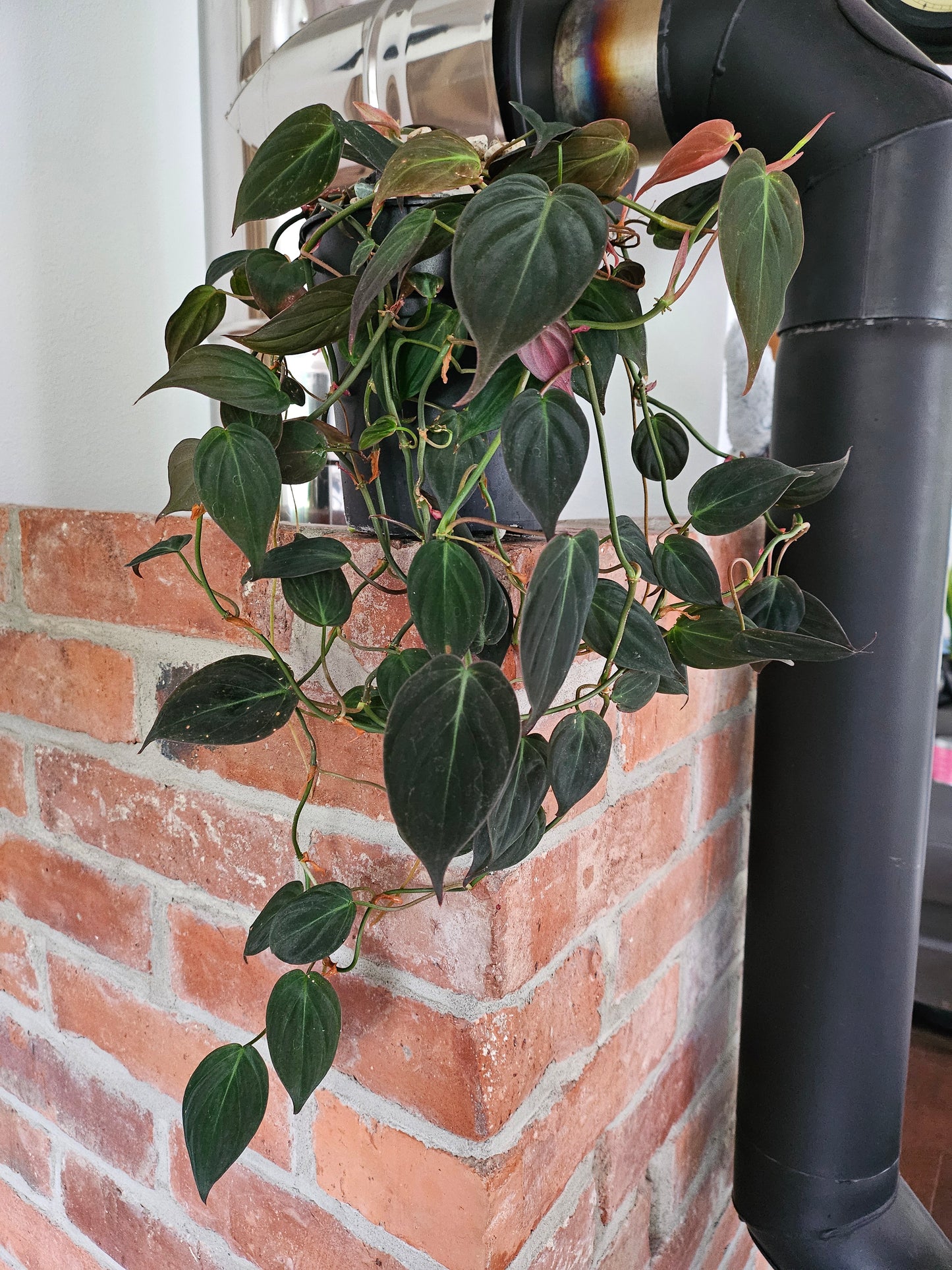 Philodendron Micans Pflanze