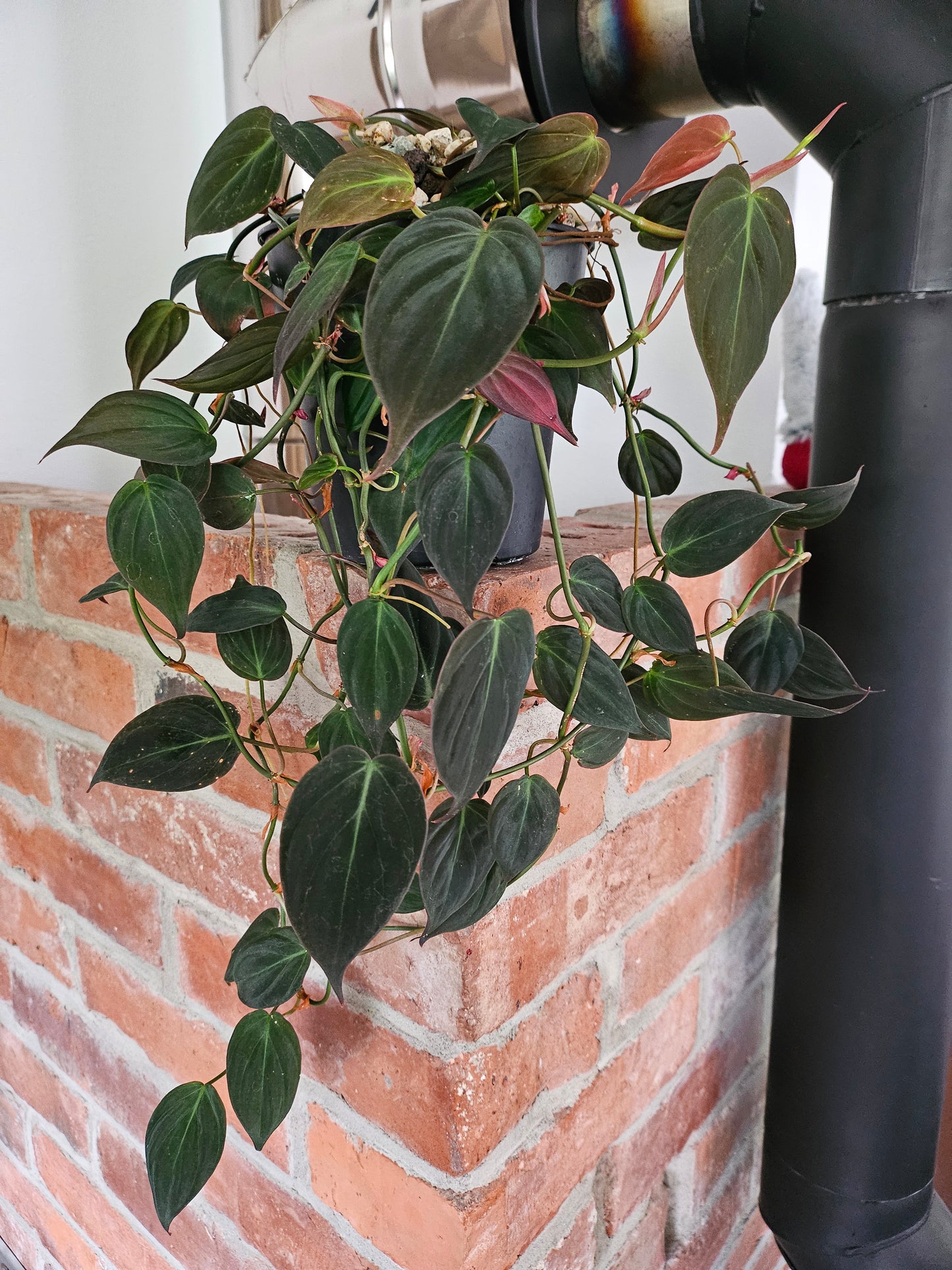 Philodendron Micans Pflanze