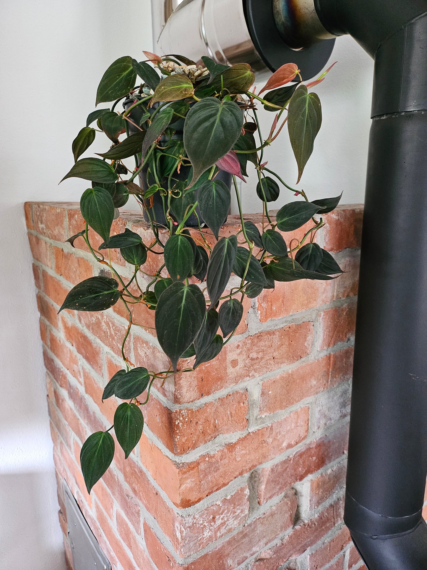 Philodendron Micans Pflanze