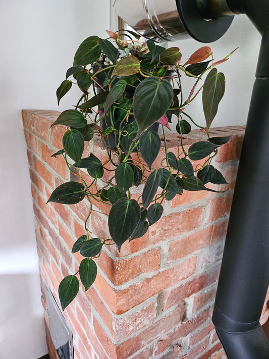 Philodendron Micans Pflanze