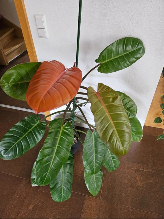 Philodendron Prince of Orange