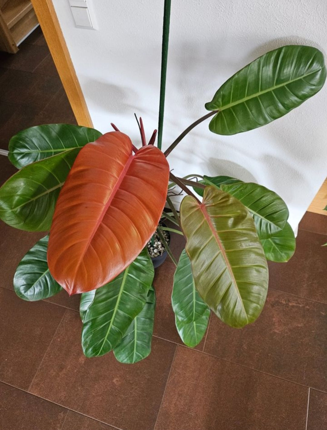 Philodendron Prince of Orange