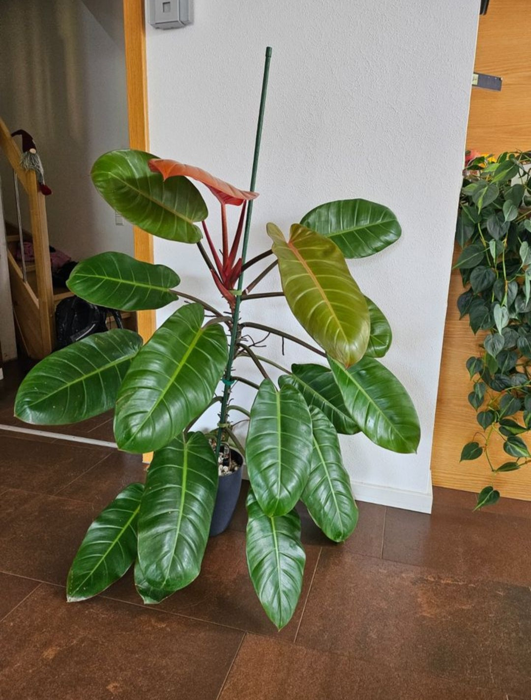 Philodendron Prince of Orange