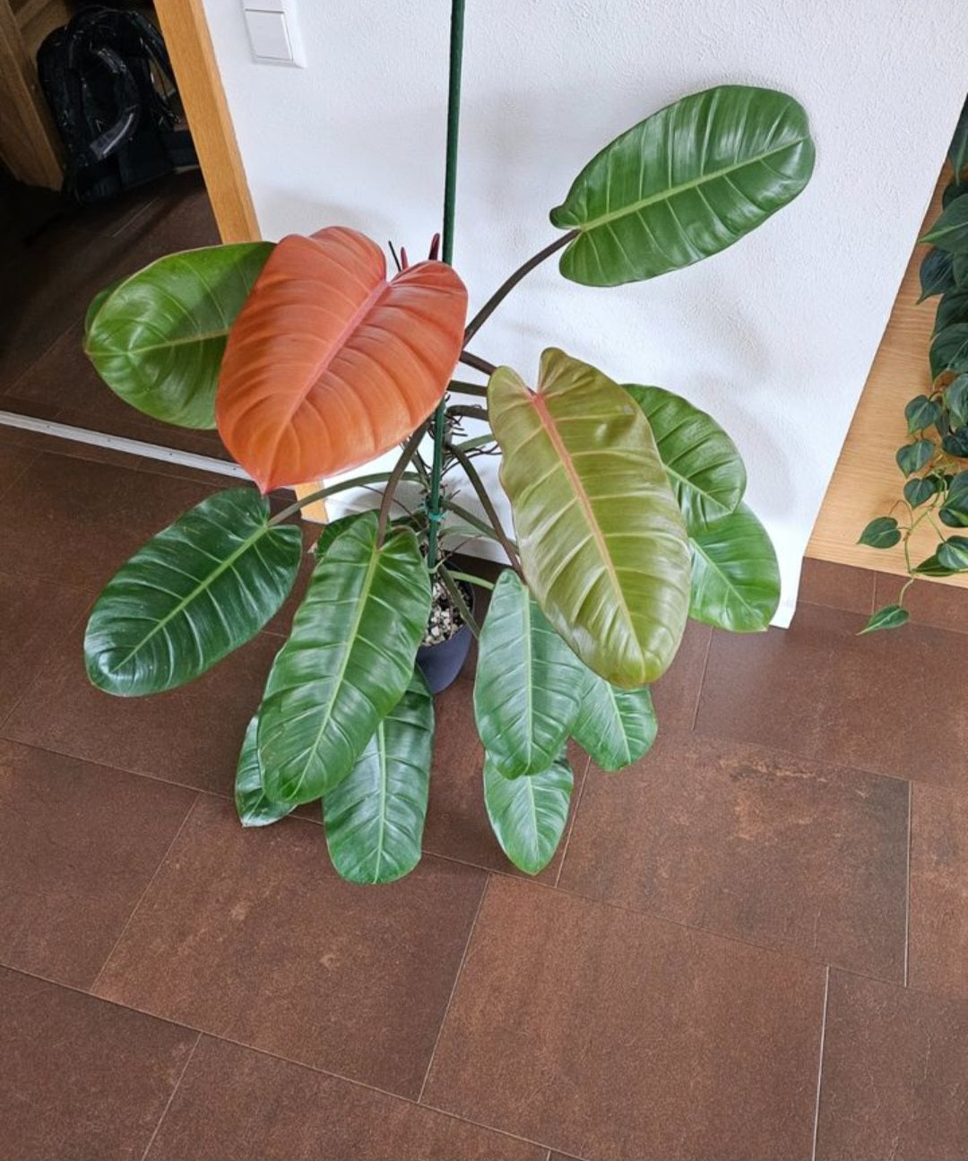 Philodendron Prince of Orange