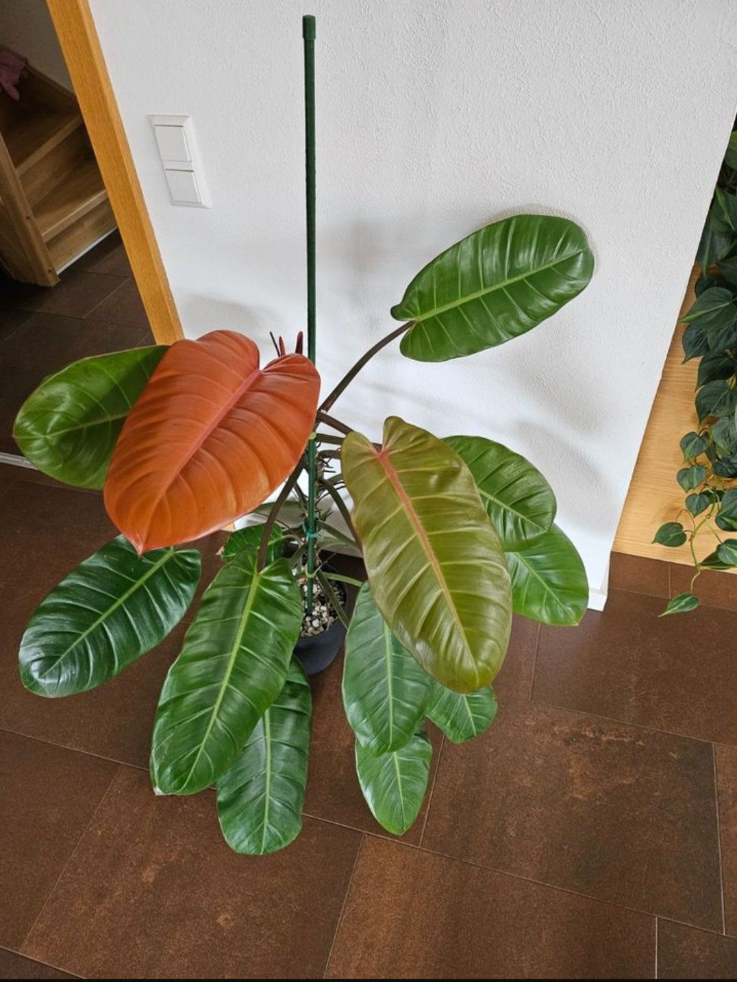 Philodendron Prince of Orange