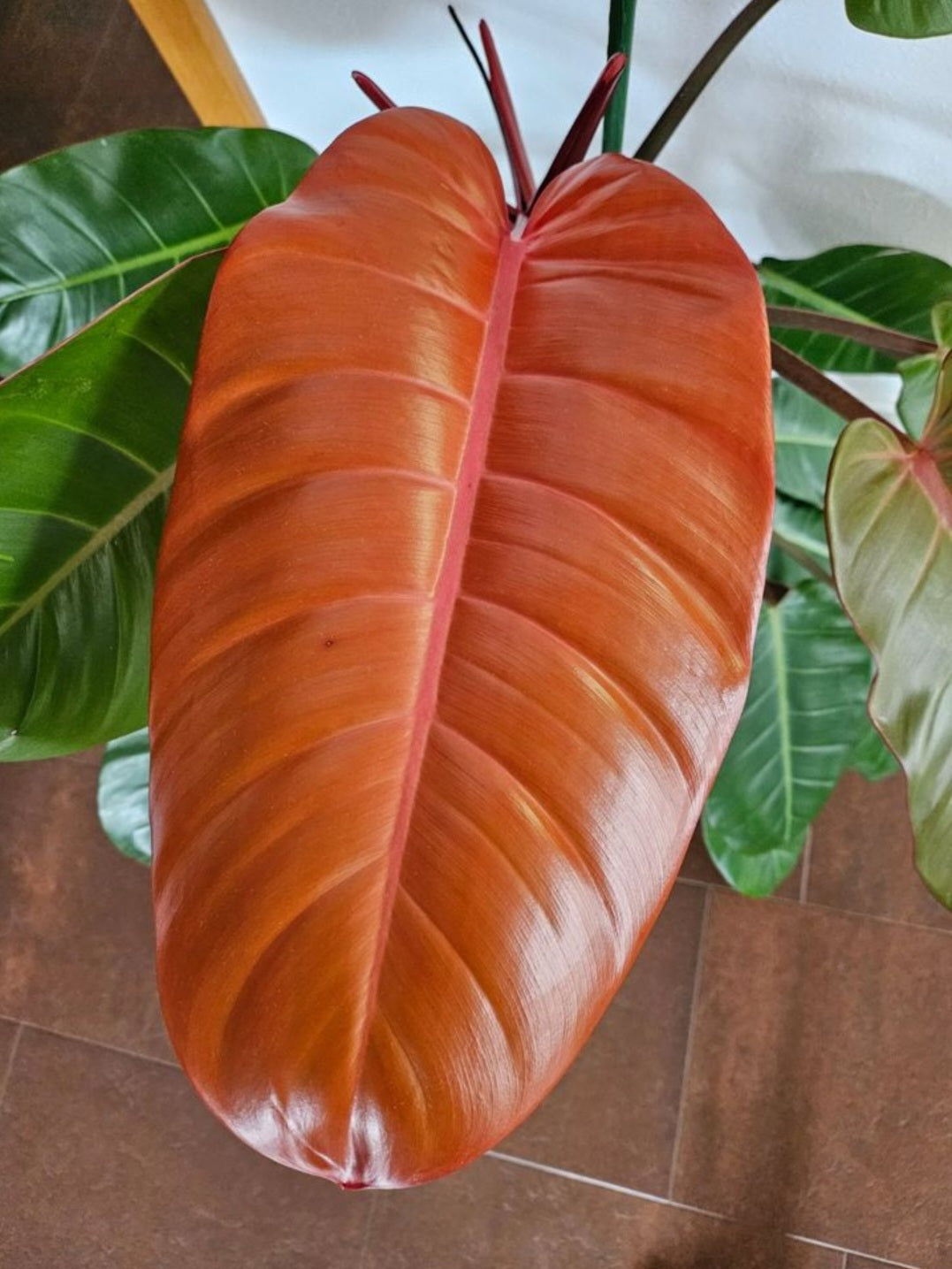 Philodendron Prince of Orange