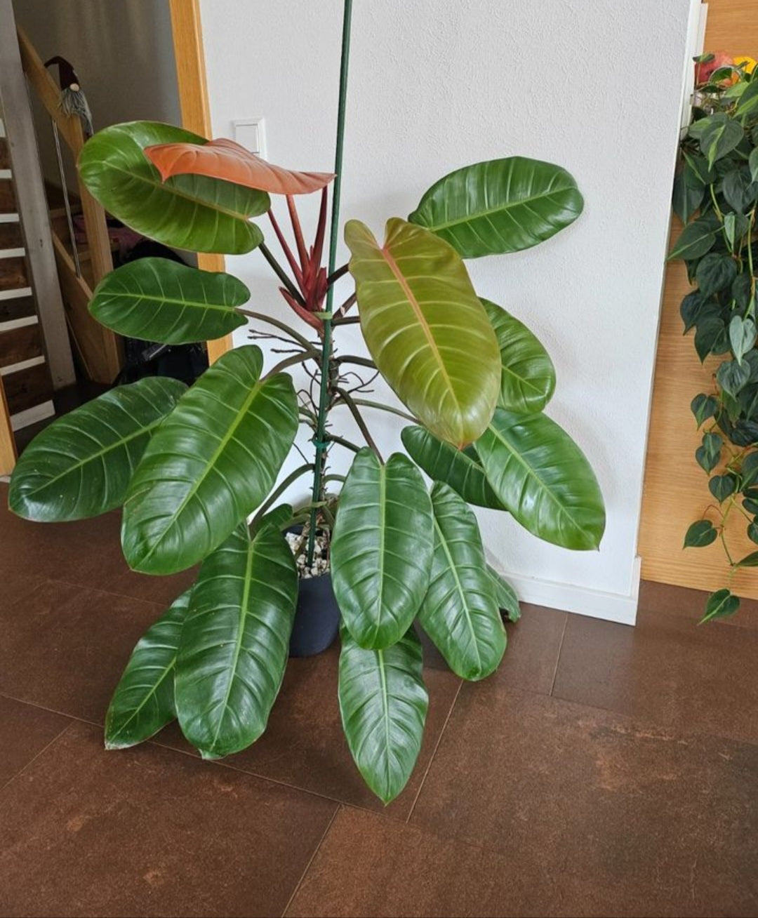 Philodendron Prince of Orange
