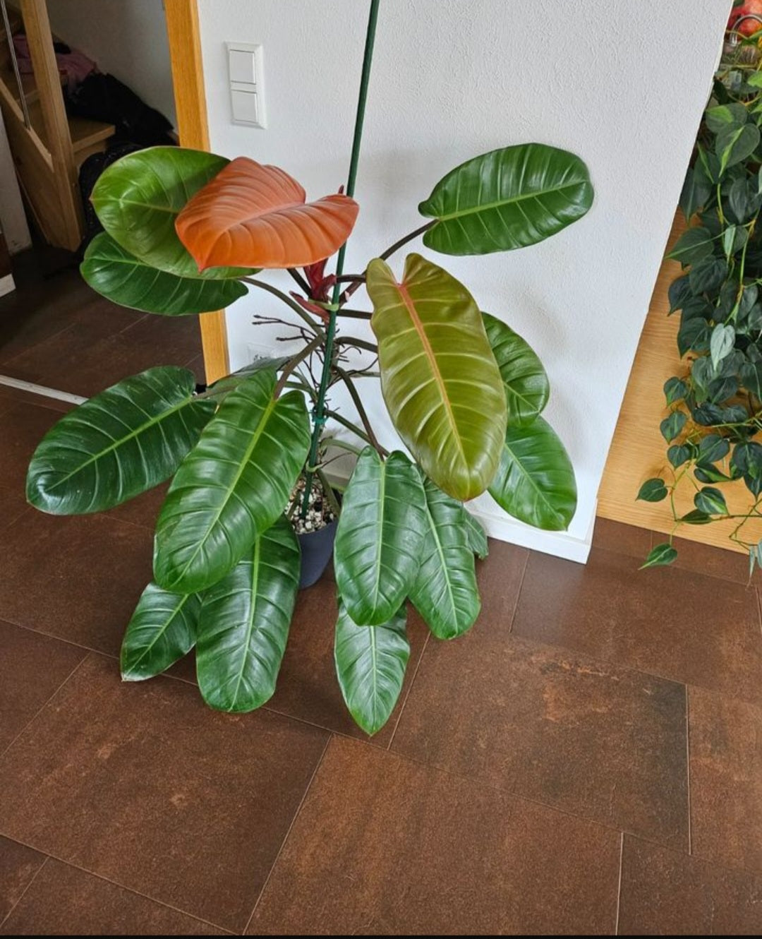 Philodendron Prince of Orange