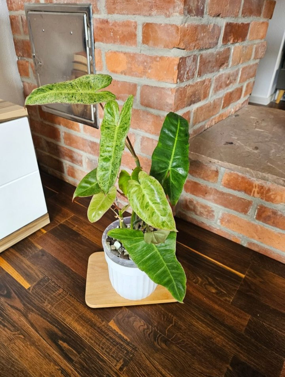 Philodendron Paraiso Verde ganze Pflanze