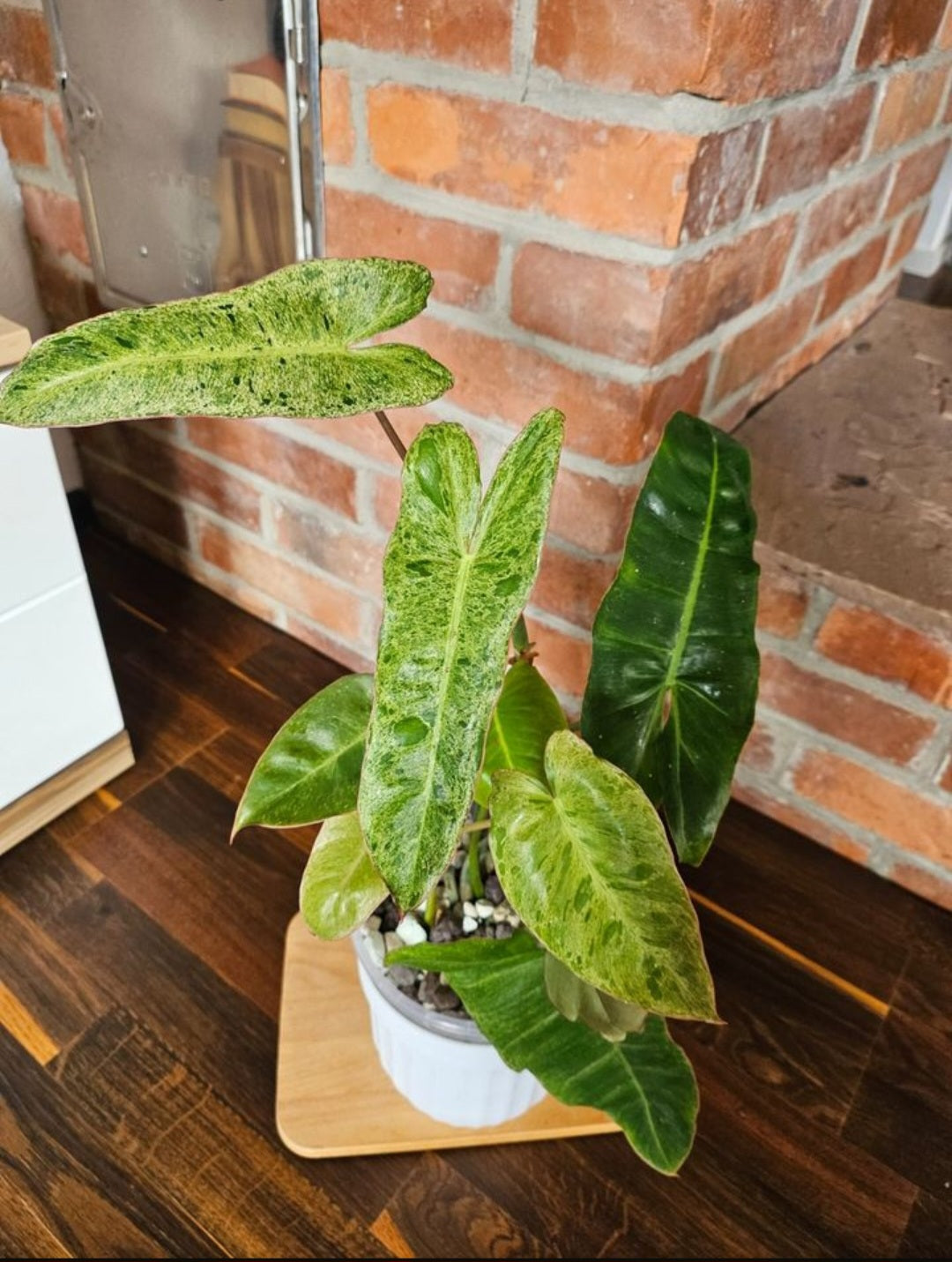 Philodendron Paraiso Verde ganze Pflanze