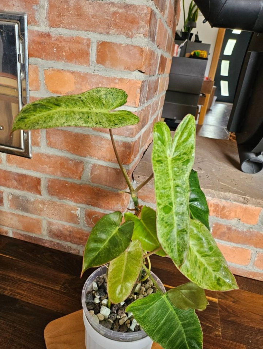 Philodendron Paraiso Verde ganze Pflanze