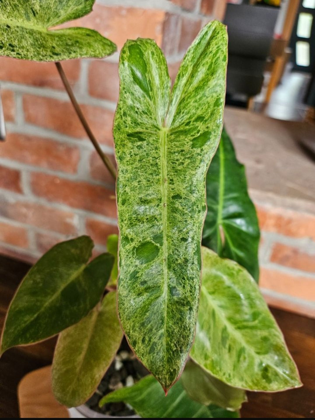 Philodendron Paraiso Verde ganze Pflanze