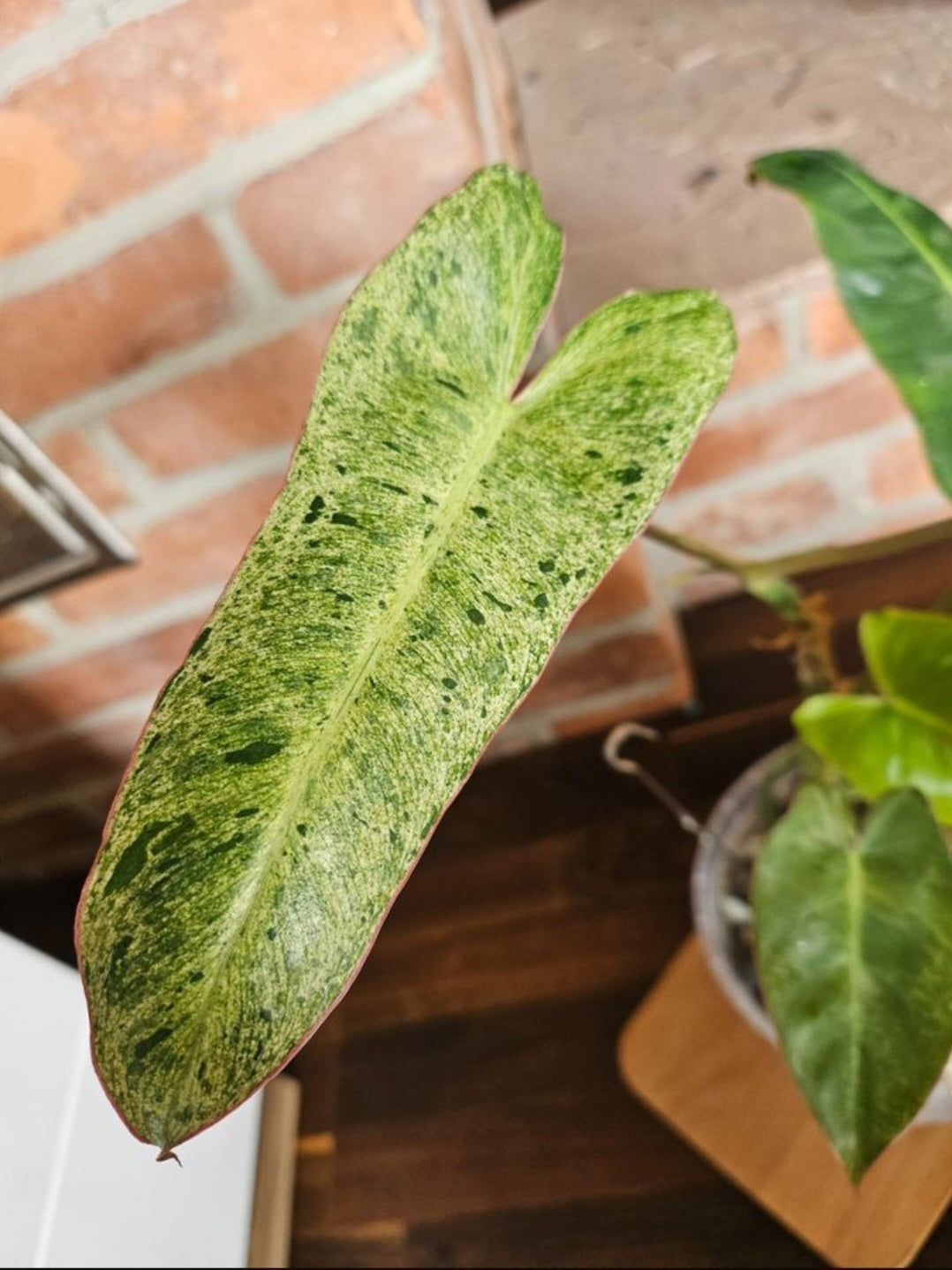 Philodendron Paraiso Verde ganze Pflanze