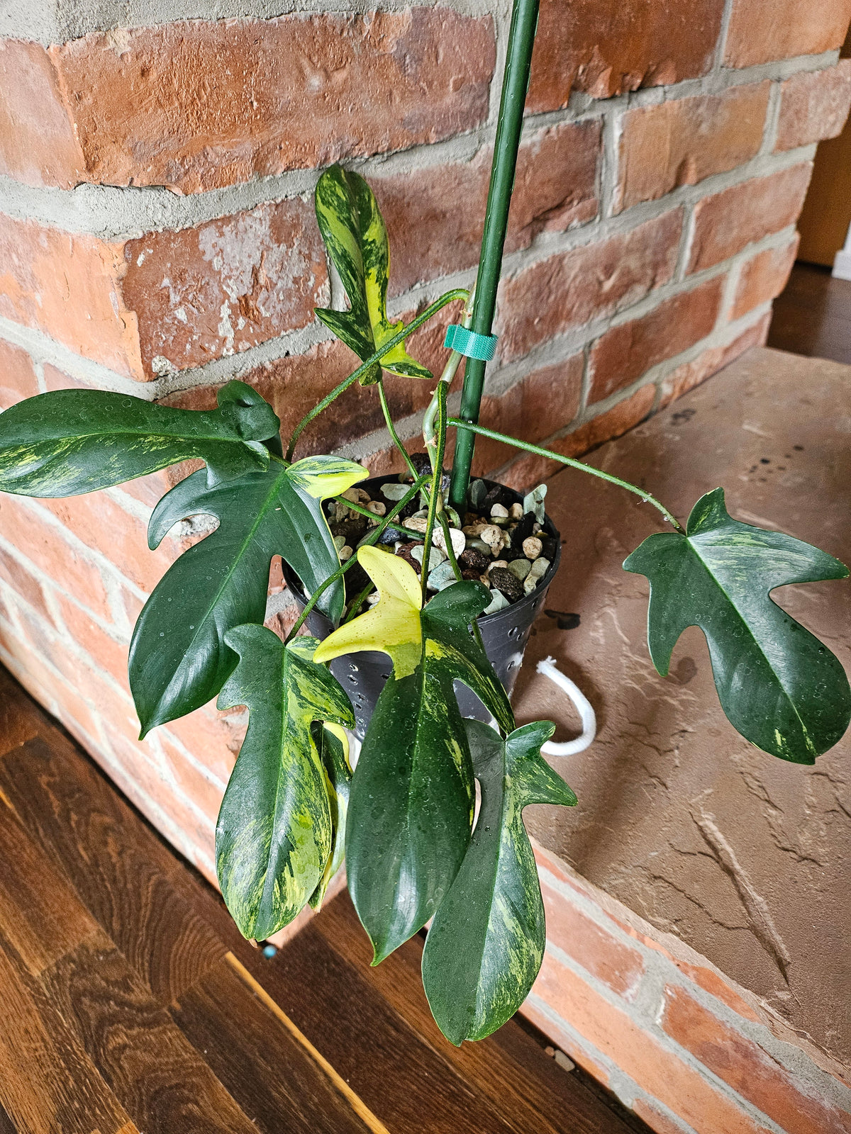 Philodendron florida beauty Pflanze mit toller Panaschierung