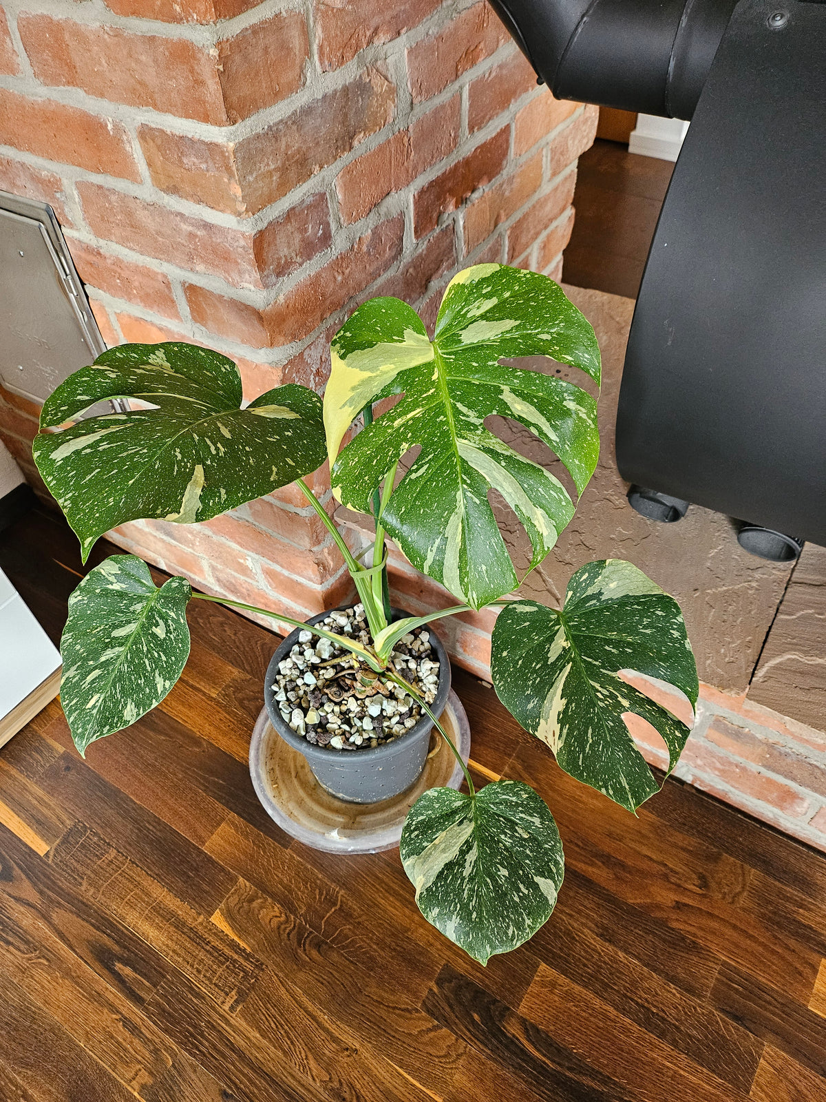 Monstera Thai Constellation Pflanze mit toller Panaschierung