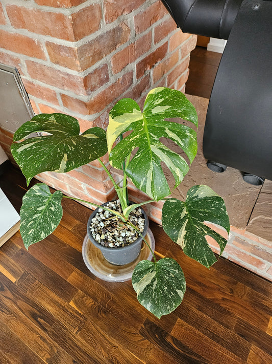 Monstera Thai Constellation Pflanze mit toller Panaschierung