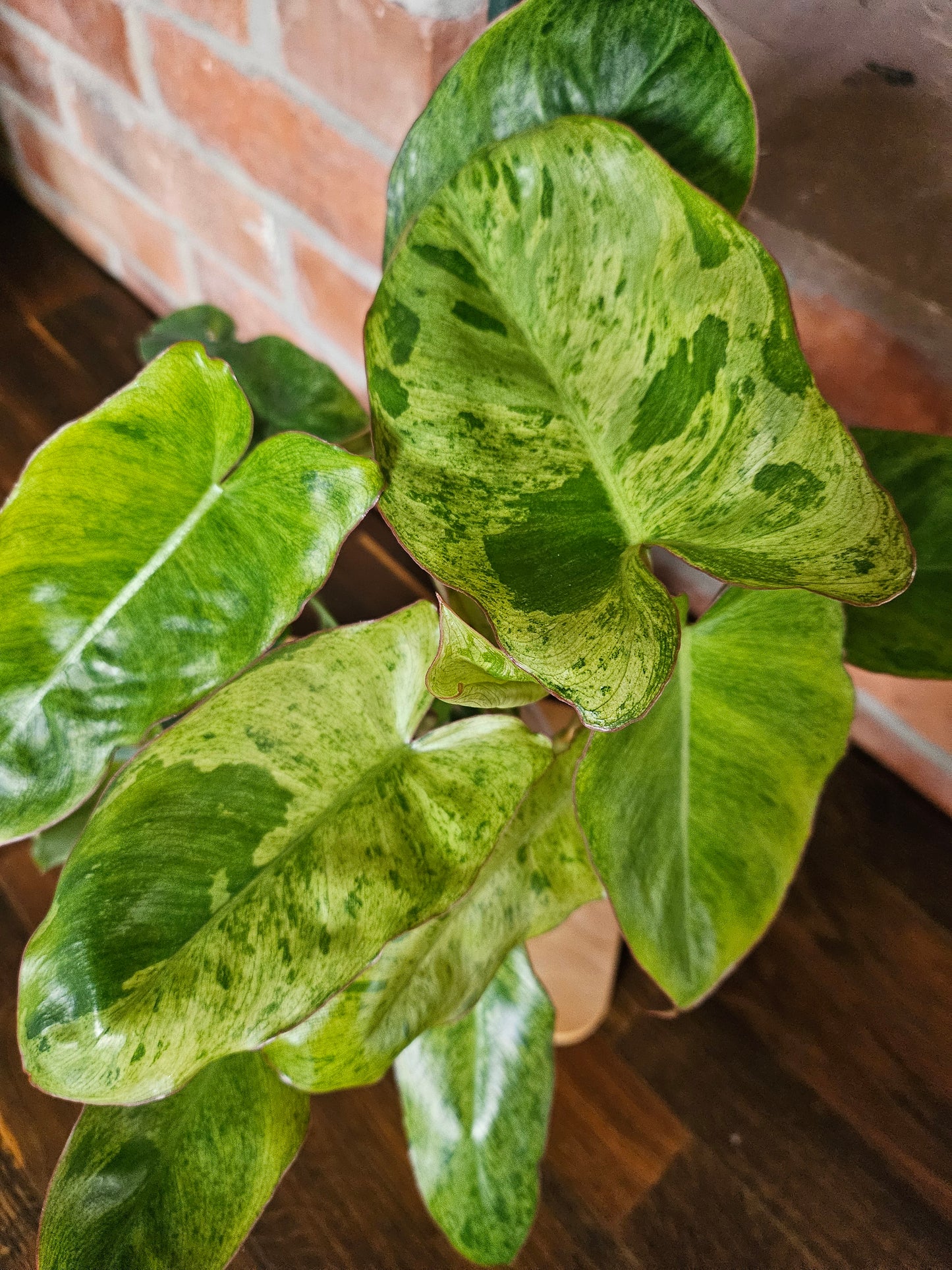 Philodendron paraiso verde Pflanze mit toller Panaschierung