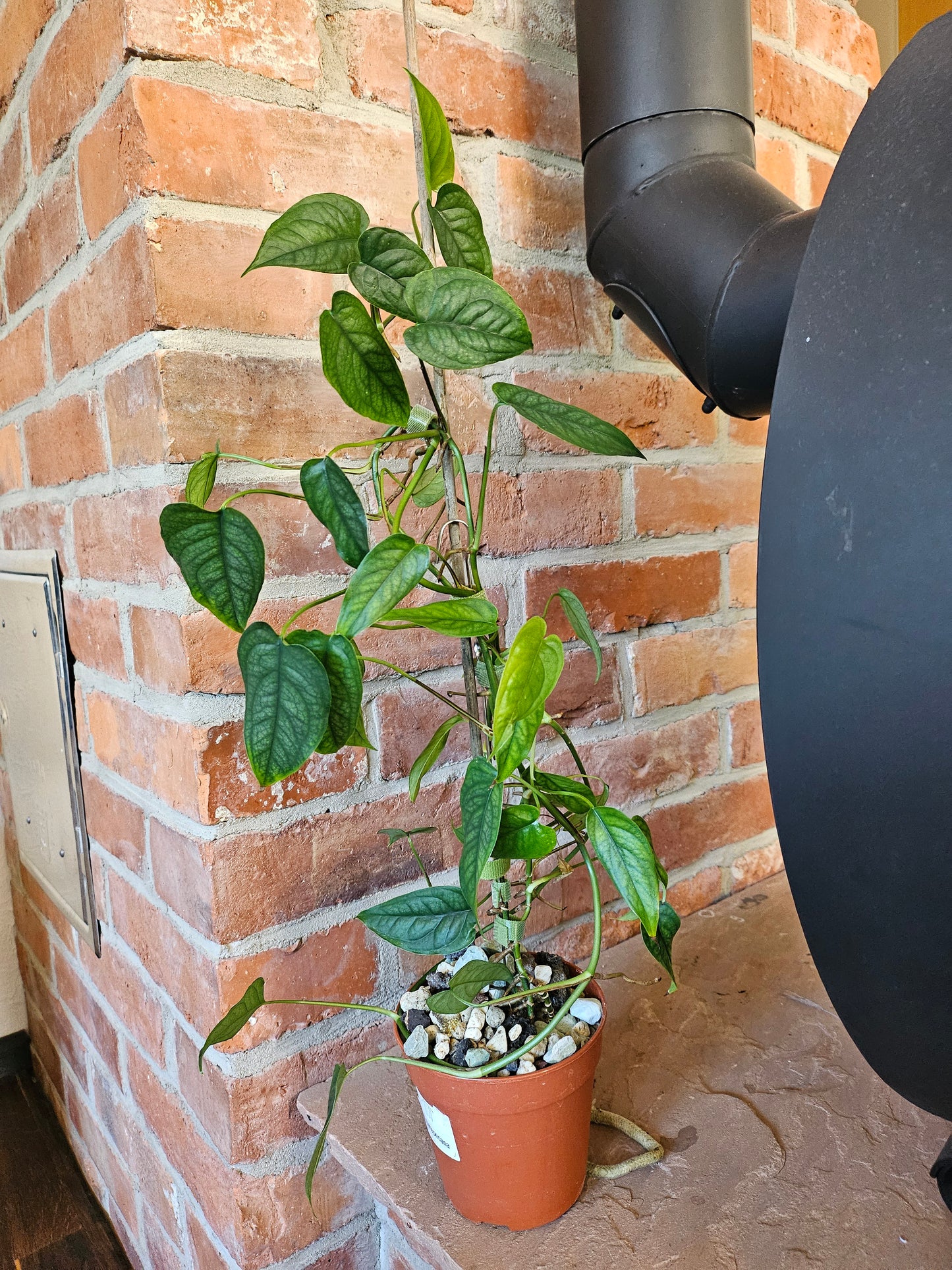 Monstera Siltepecana Pflanze