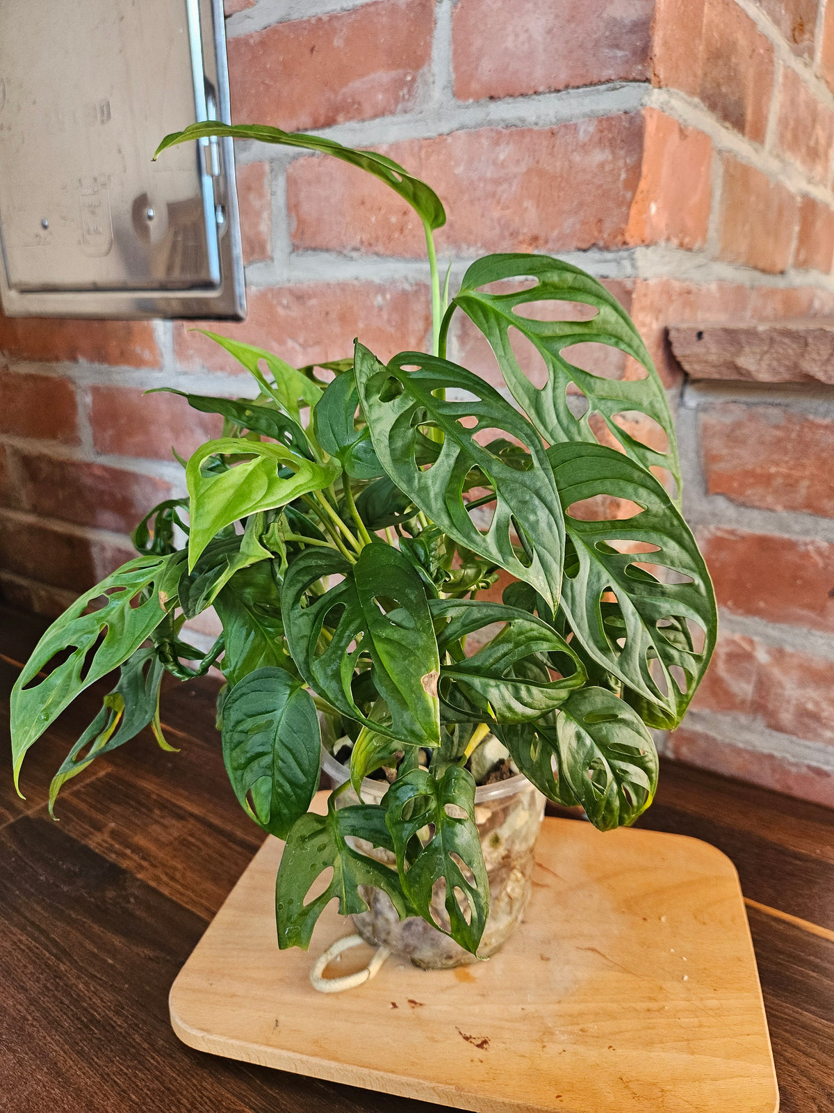 Monstera Adansonii Pflanze