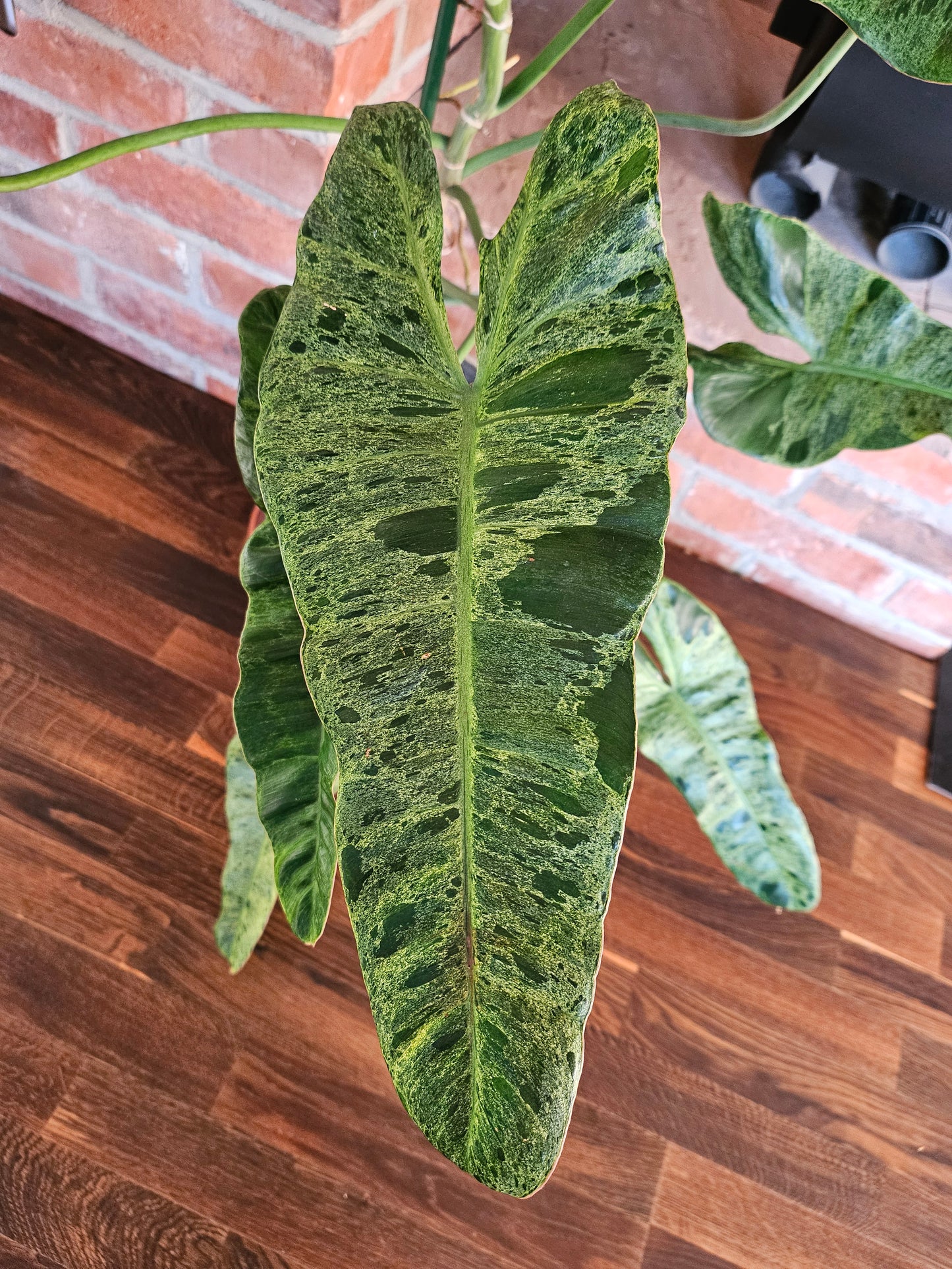 Philodendron paraiso verde XXL 120cm mit wunderschöner Panaschierung Pflanze