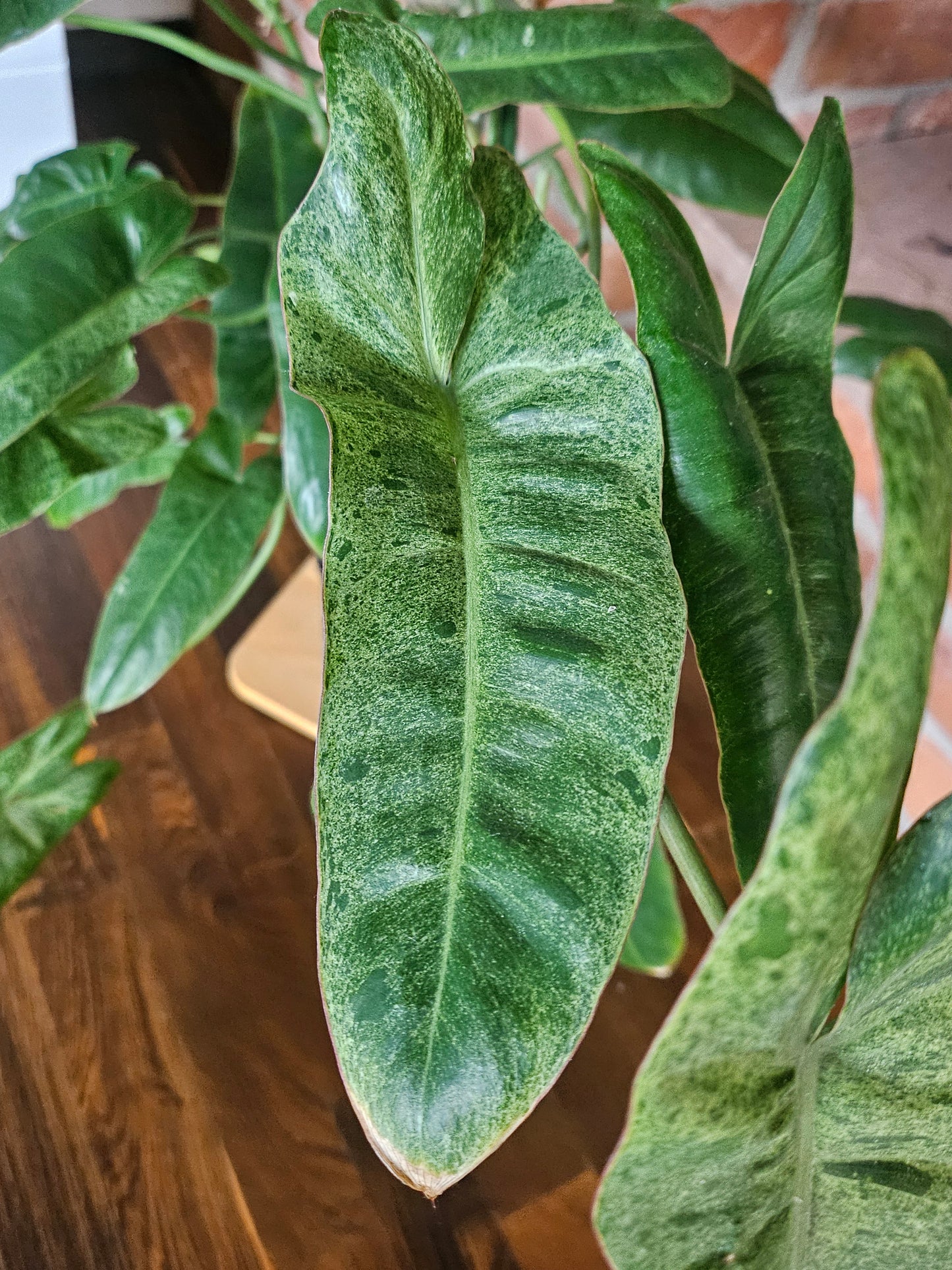 Philodendron paraiso verde große Pflanze
