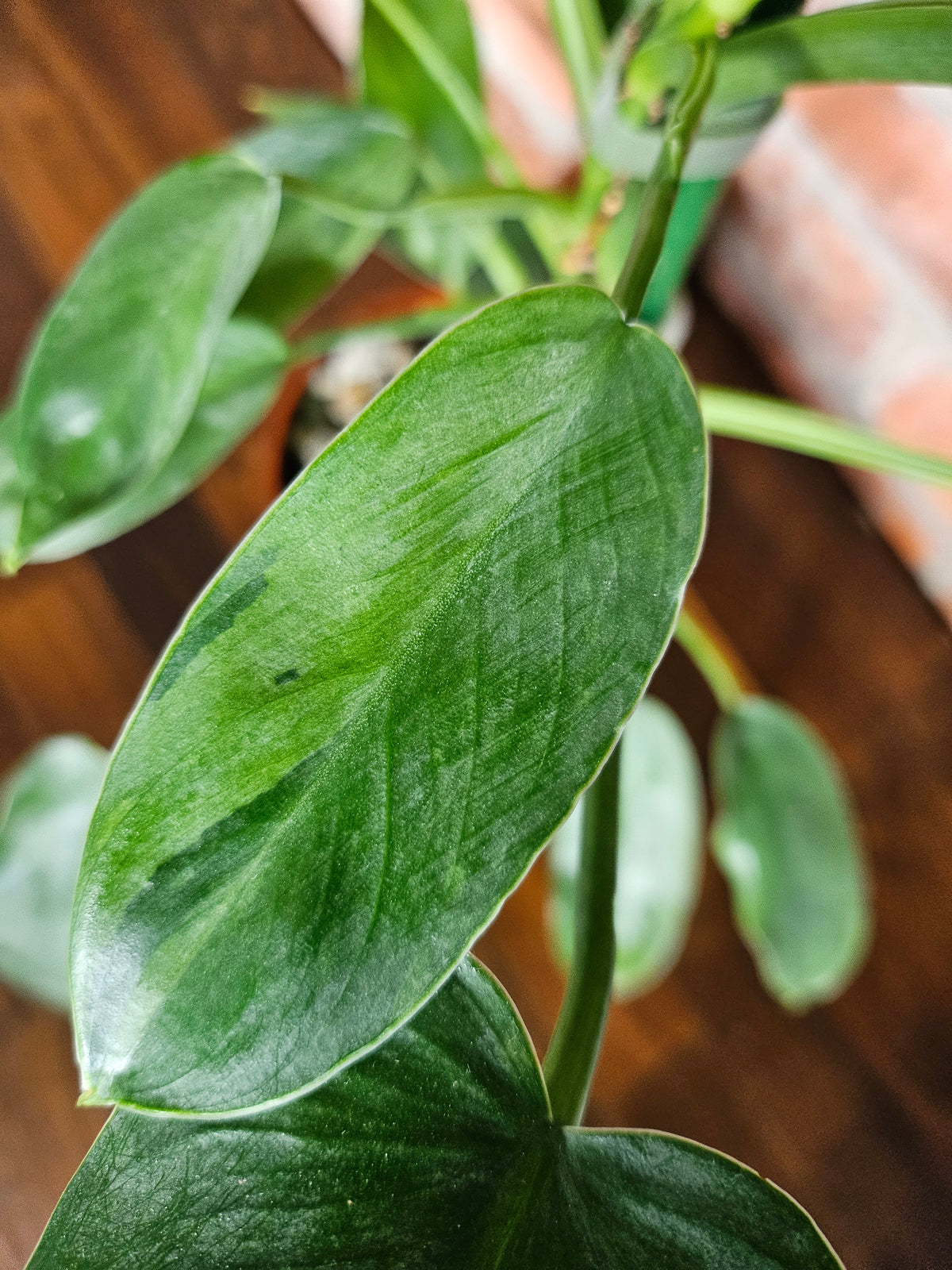 Philodendron Jose Buono ganze Pflanze