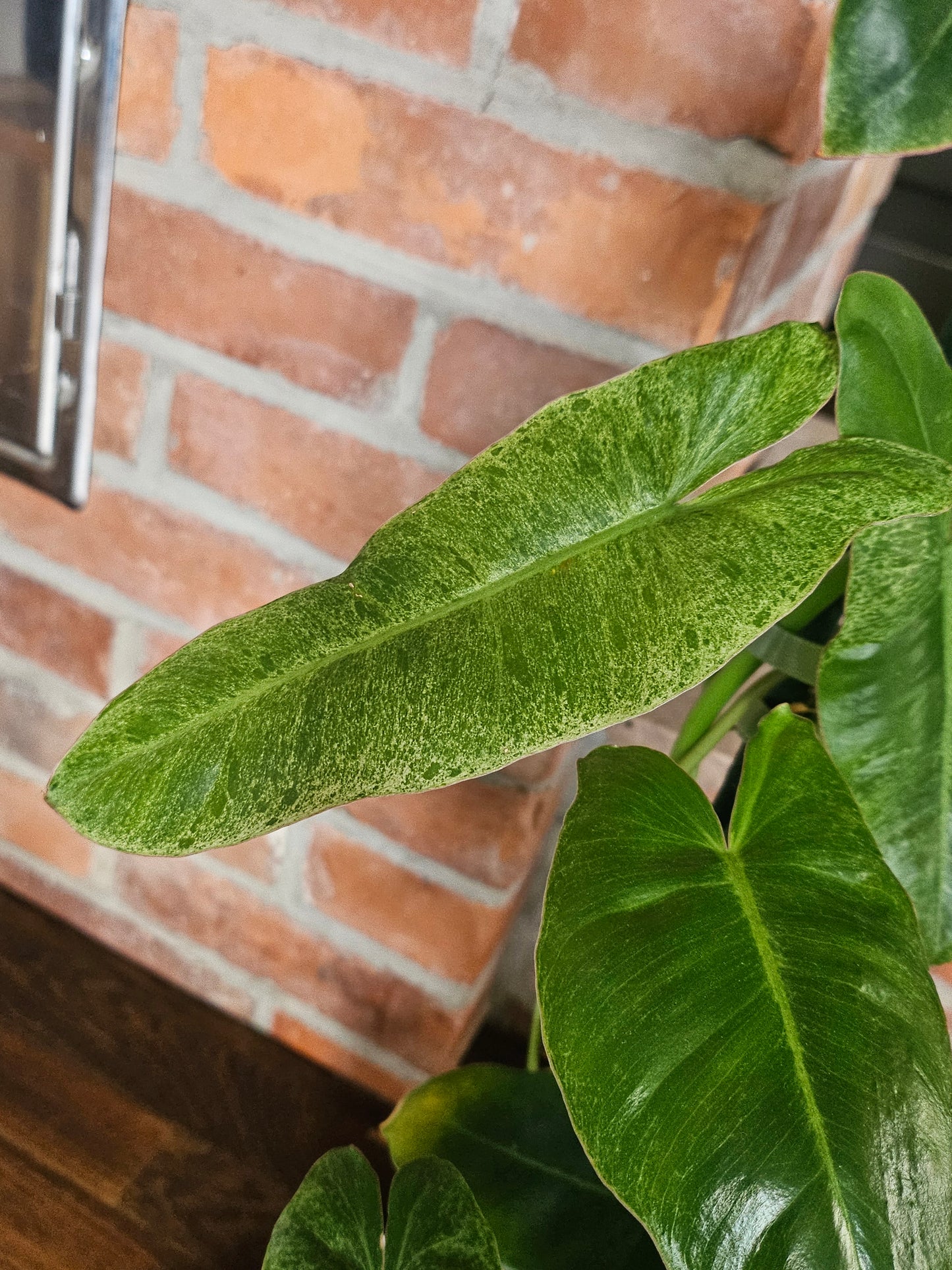 Philodendron paraiso verde Pflanze