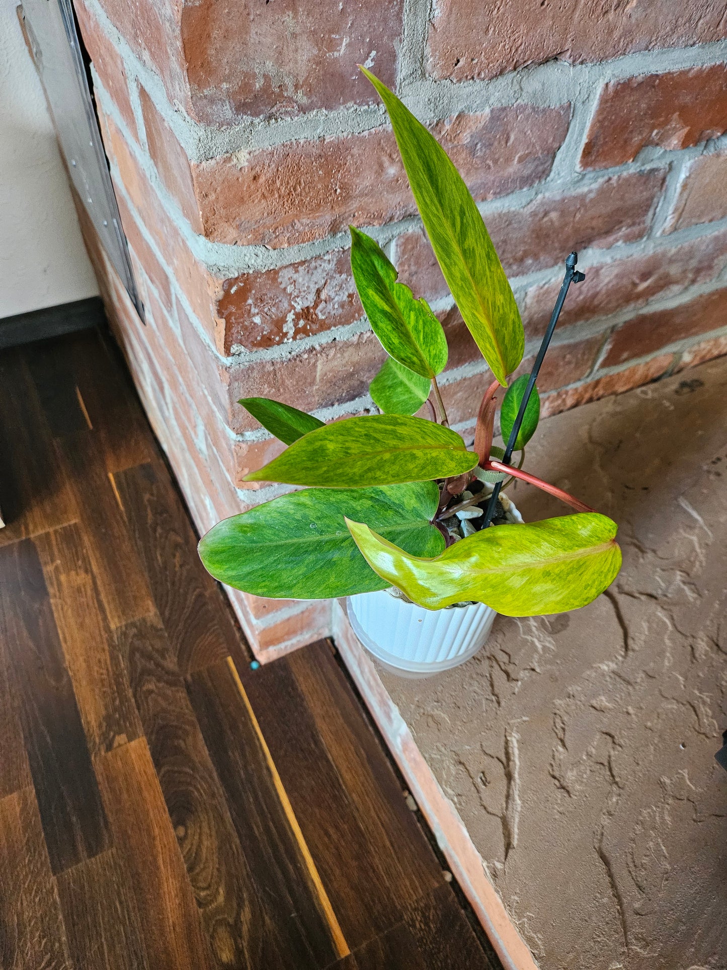 Philodendron painted Lady Pflanze