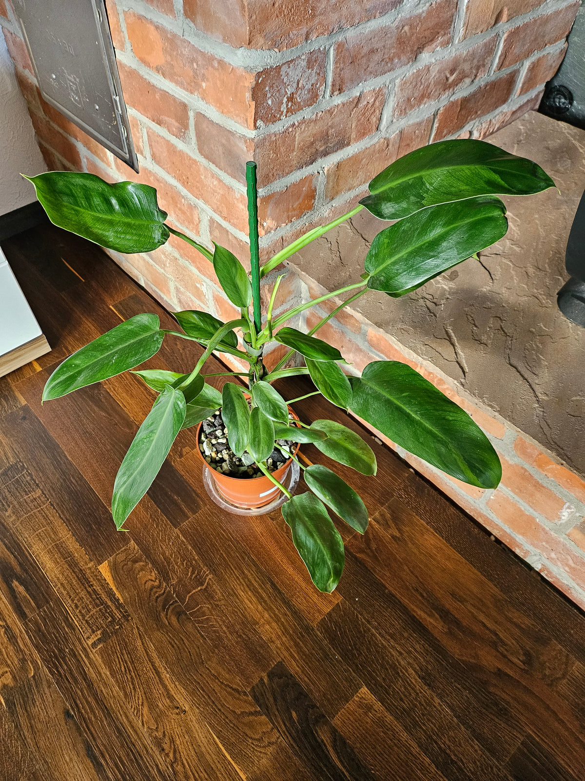 Philodendron Jose Buono ganze Pflanze