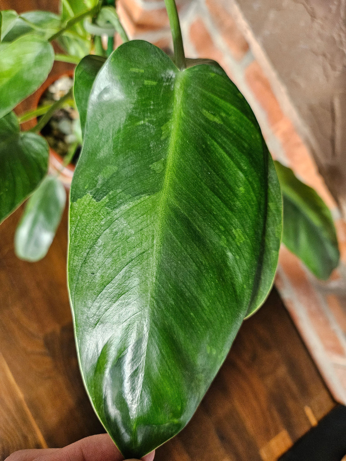 Philodendron Jose Buono ganze Pflanze