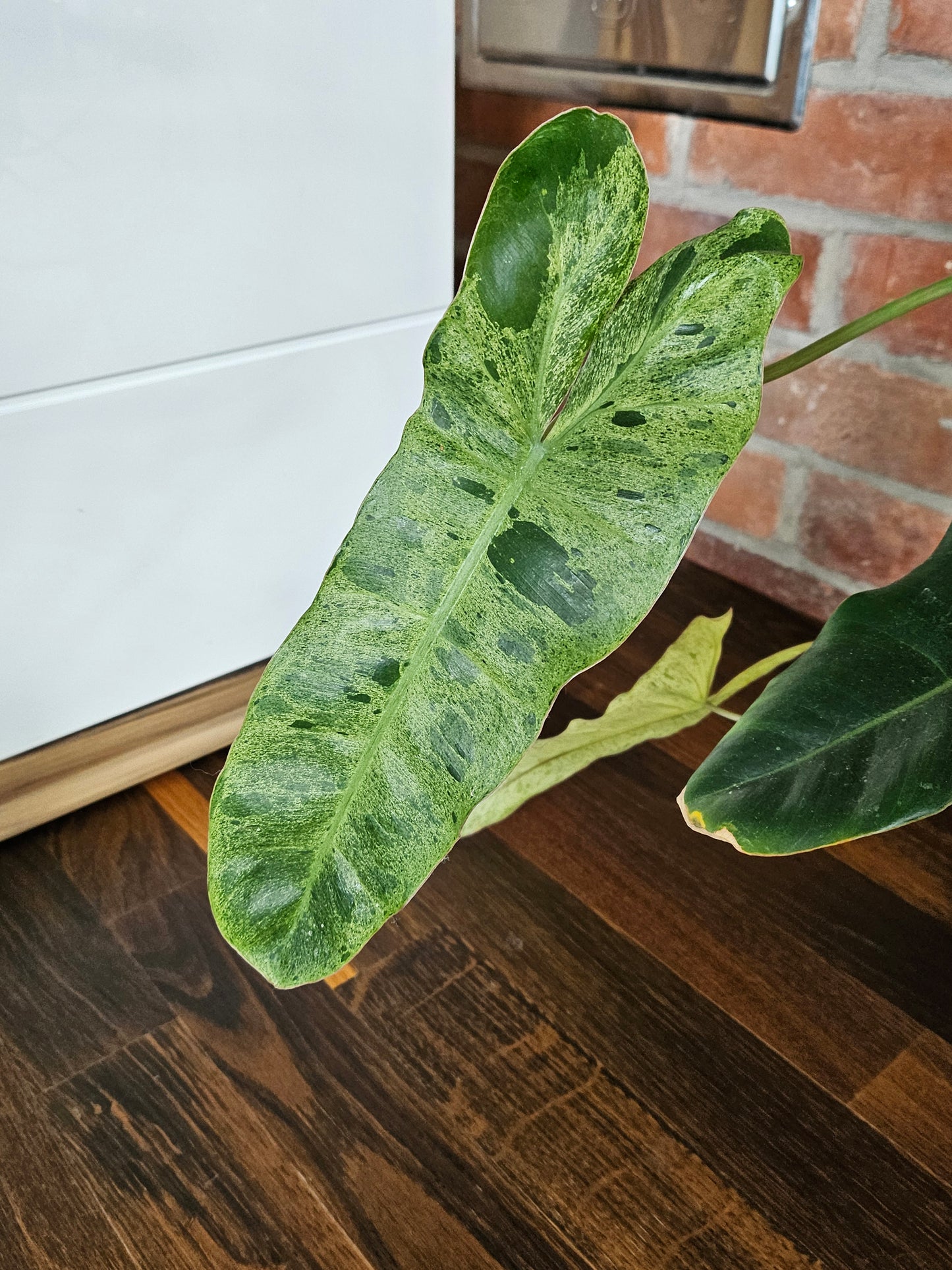 Philodendron paraiso verde Pflanze mit toller Panaschierung