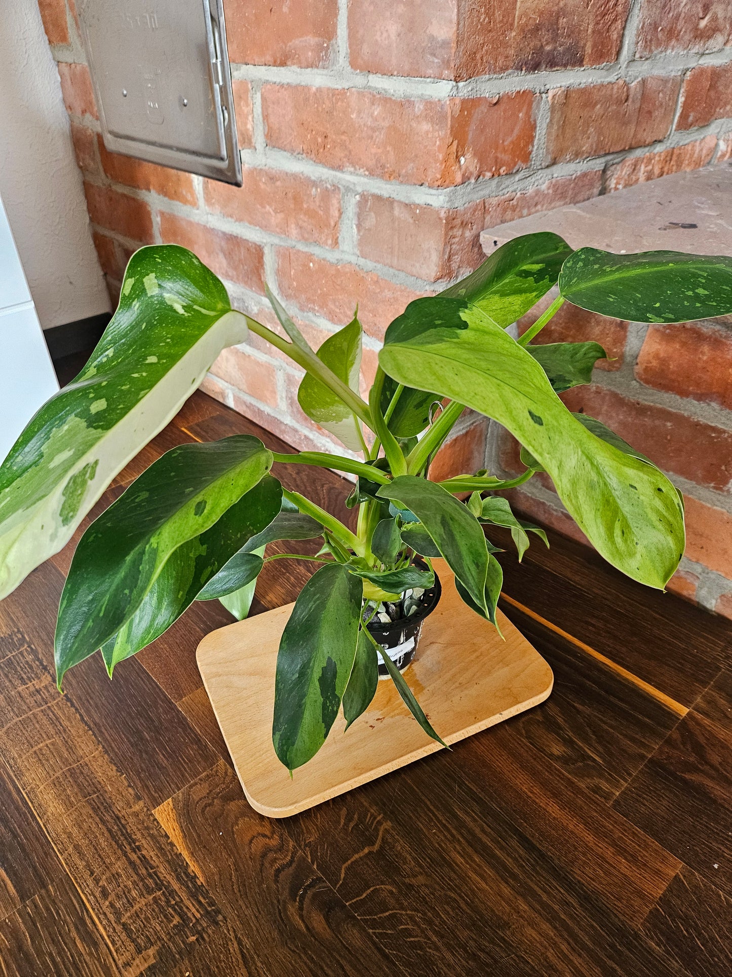 Philodendron Jose Buono Pflanze mit toller Panaschierung