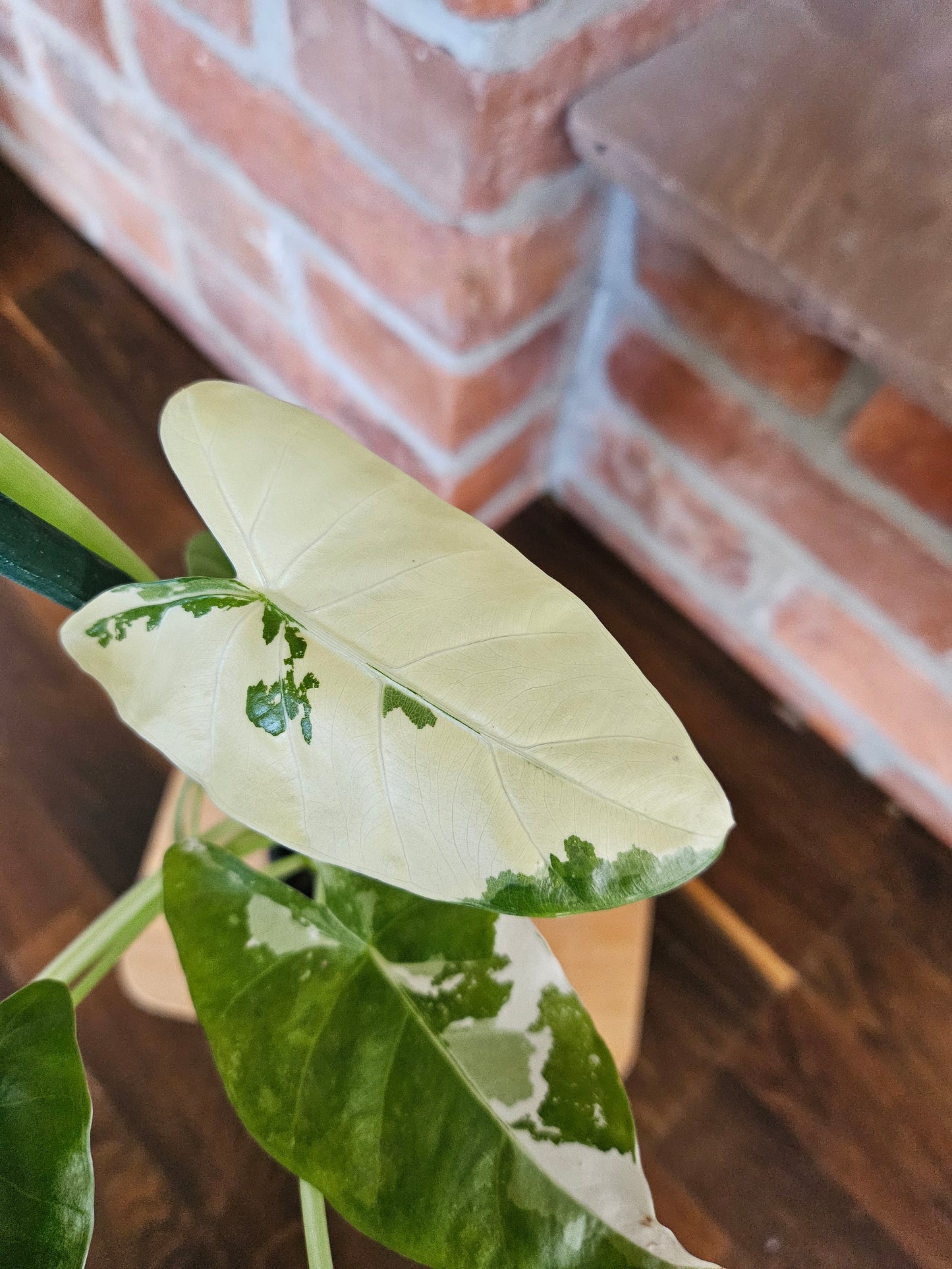 Alocasia Macrorrhiza variegata Pflanze mit toller Panaschierung