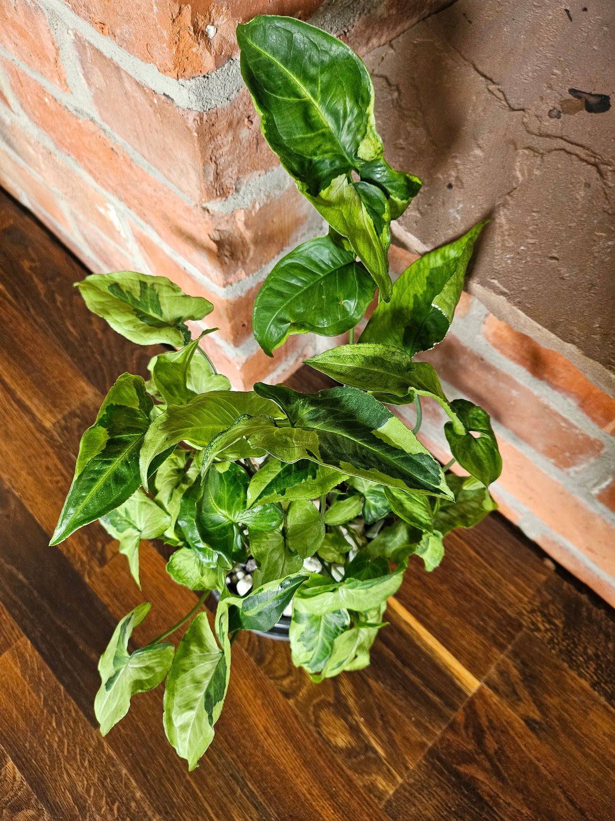 Syngonium three kings Pflanze mit toller Blattzeichnung
