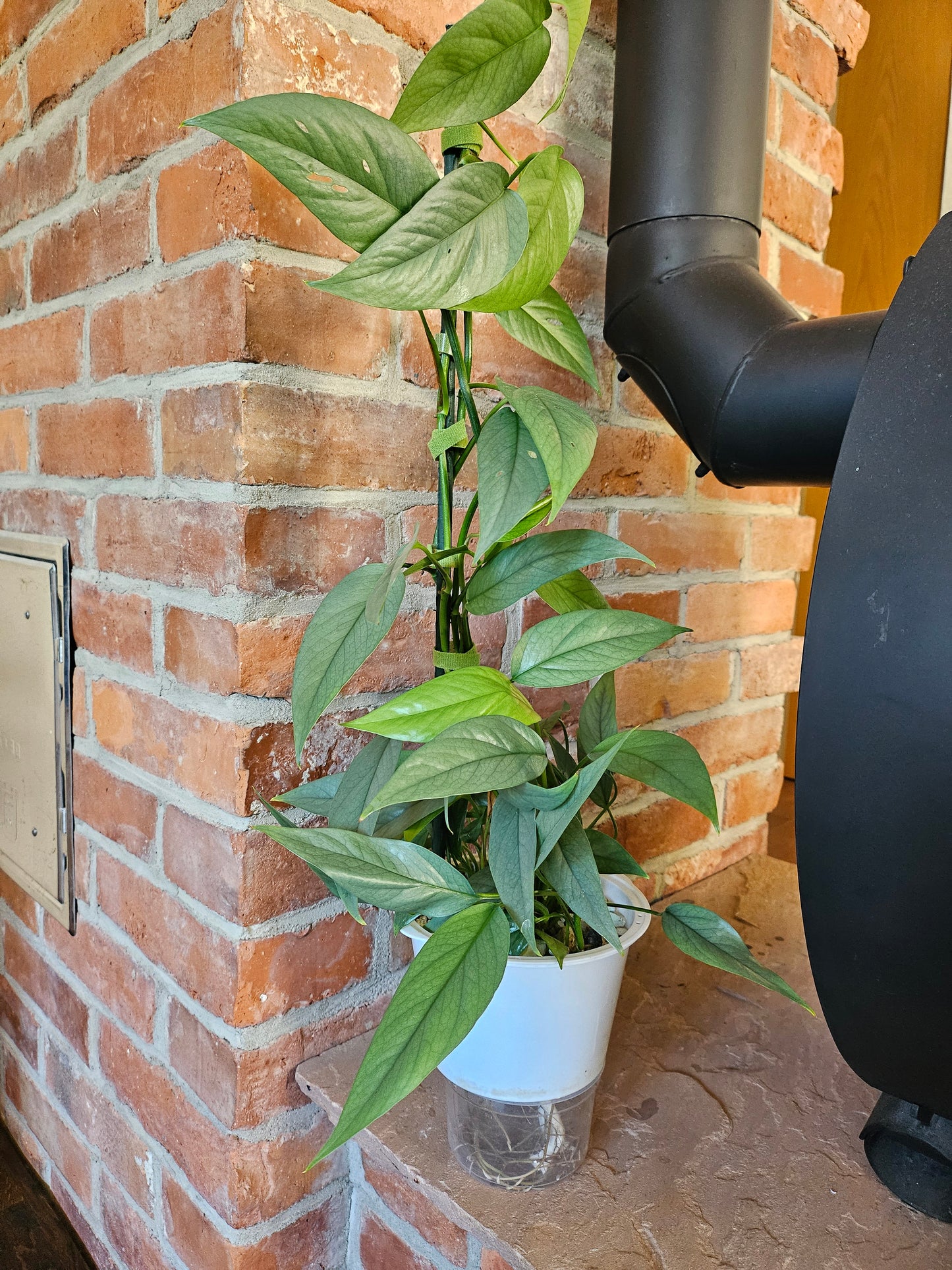 Epipremnum pinnatum cebu blue Pflanze