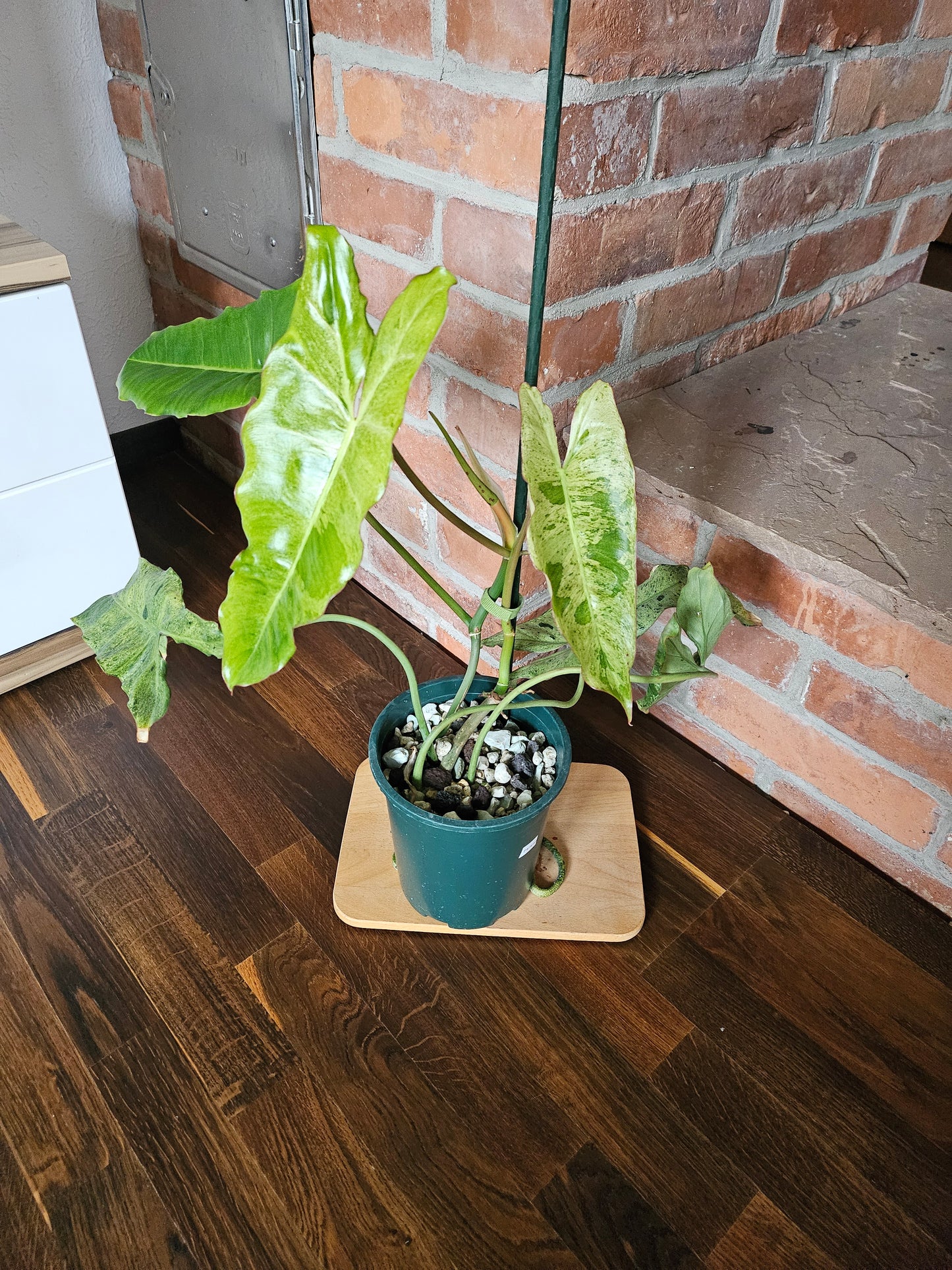 Philodendron paraiso verde Pflanze mit toller Panaschierung