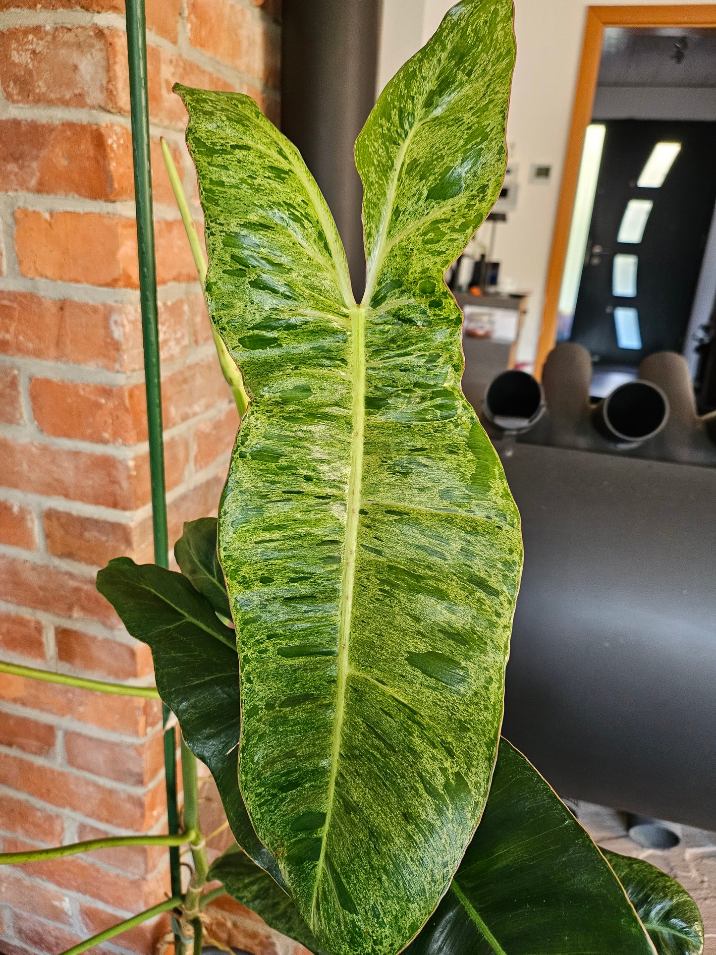 Philodendron paraiso verde XXL 120cm mit wunderschöner Panaschierung Pflanze