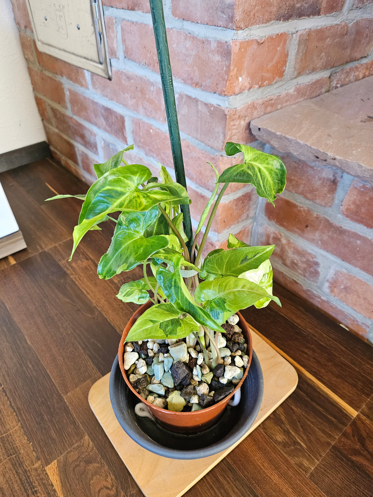 Syngonium three kings Pflanze
