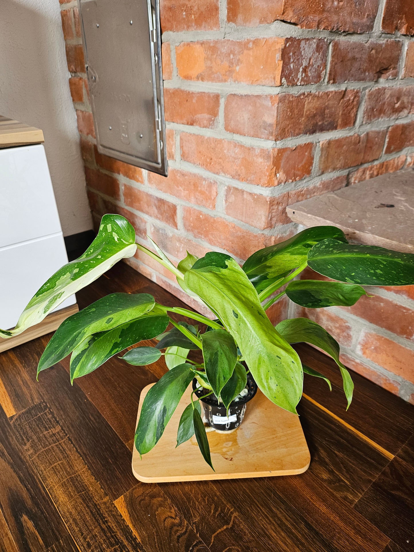 Philodendron Jose Buono Pflanze mit toller Panaschierung