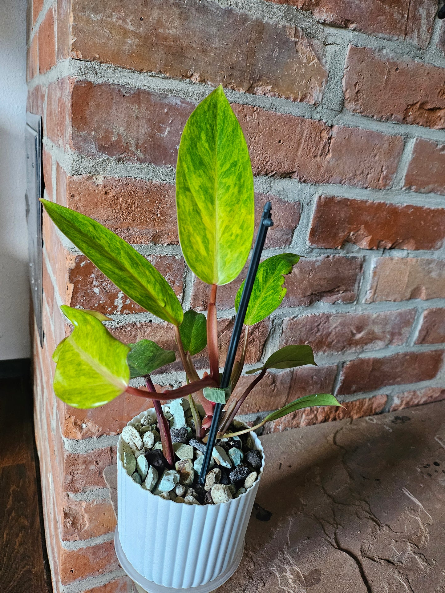 Philodendron painted Lady Pflanze