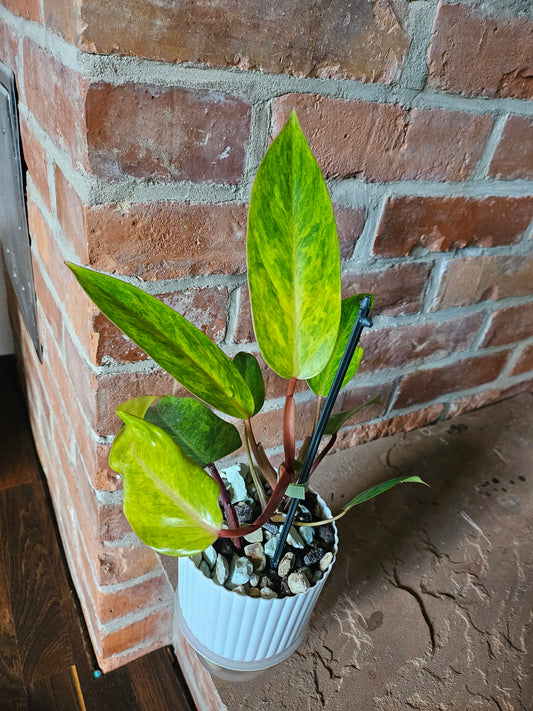 Philodendron painted Lady Pflanze