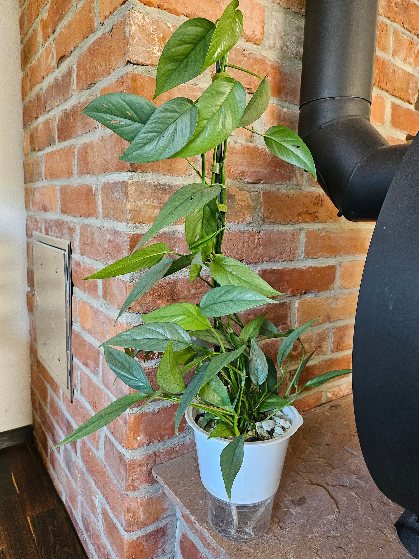 Epipremnum pinnatum cebu blue Pflanze